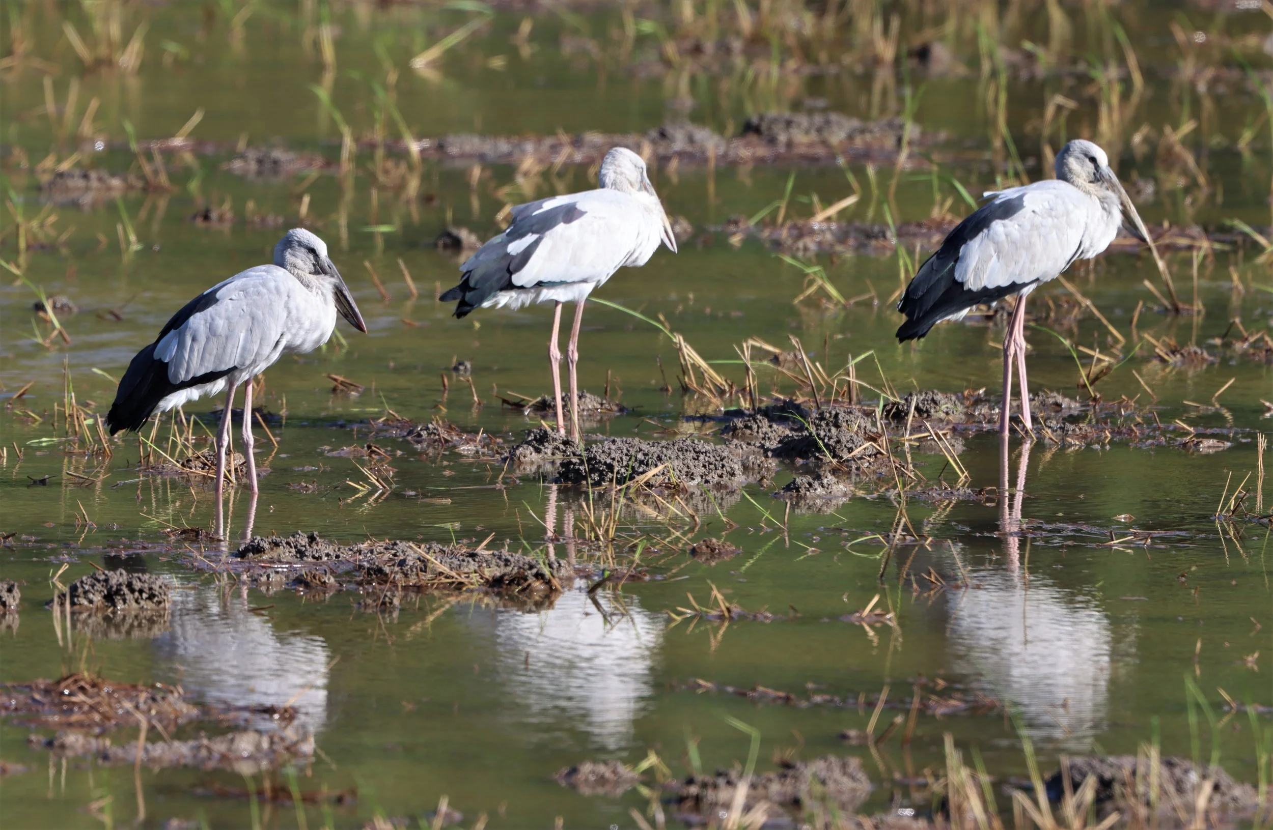 STORK - ASIAN OPENBILL - Anastomus oscitans - ANG THONG RICE FIELDS THAILAND (1).jpg