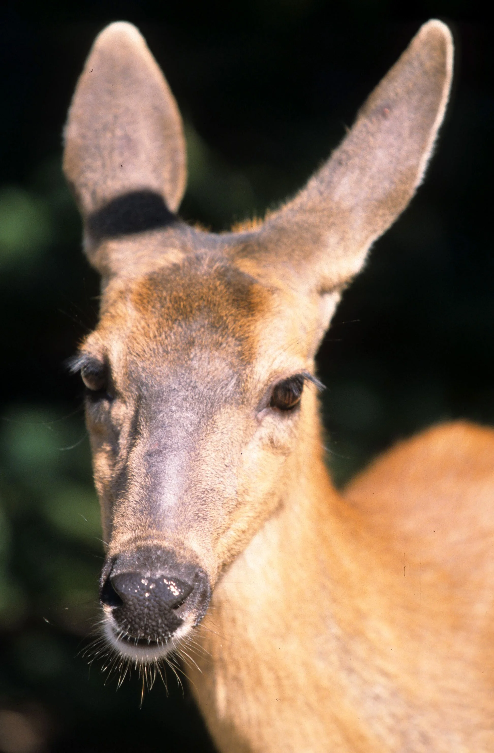 CERVID - DEER - BLACK-TAILED - COLUMBIA - RIDGE O.jpg
