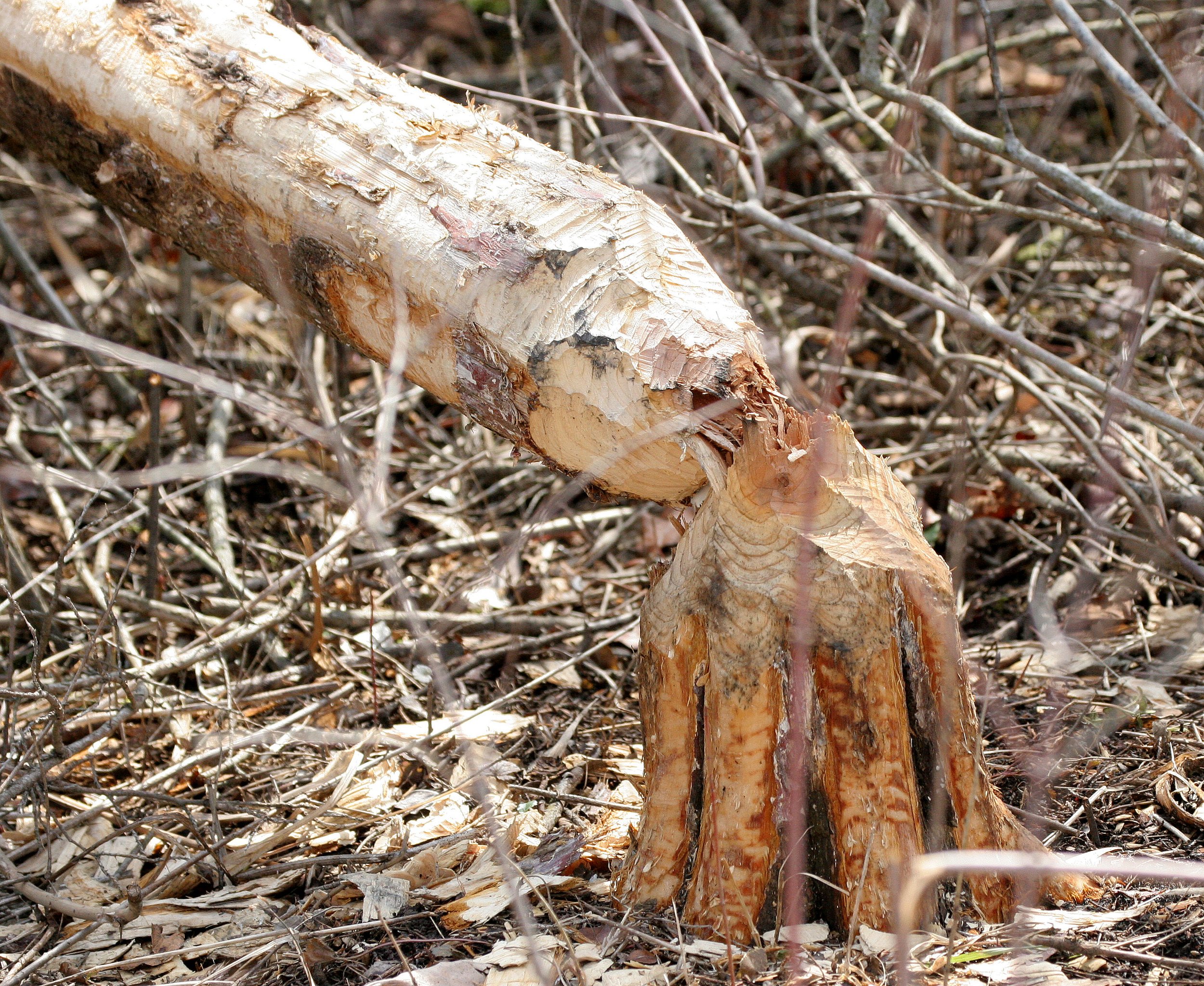 Castor canadensis - NORTH AMERICAN BEAVER - DEN AND SIGN - ILLINOIS WILLOWBROOK PRESERVE (3).JPG