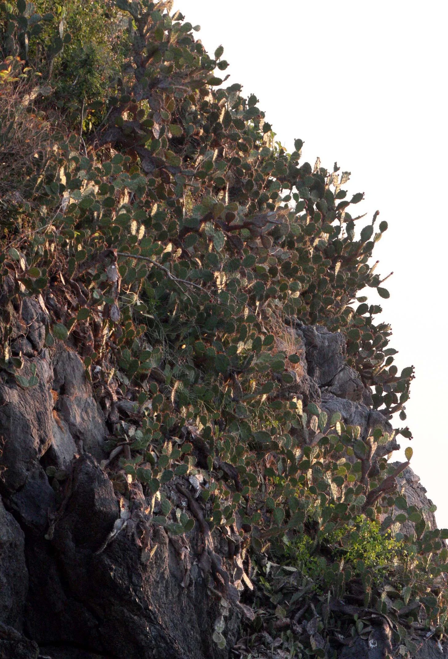 KHAO SAM ROI YOT THAILAND - OPUNTIA VULGARIS .JPG