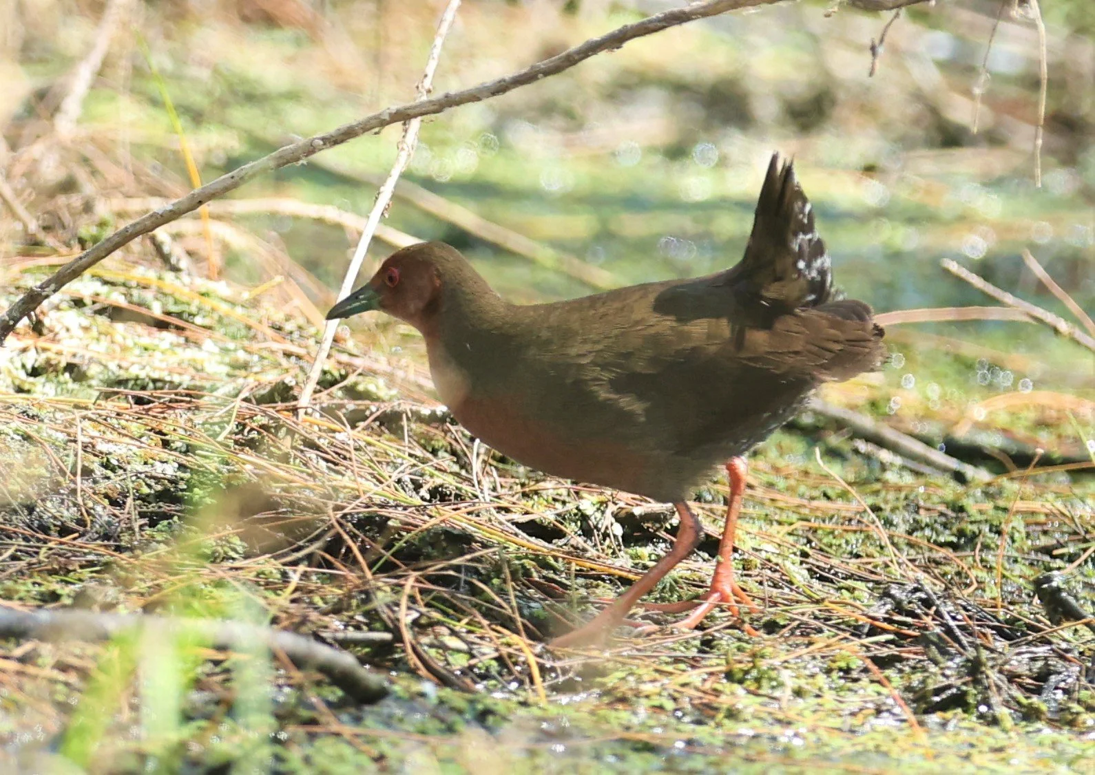 Ruddy-breasted Crake (Porzana fusca) Khao Sam Roi Yod NP Thailand (13).jpg