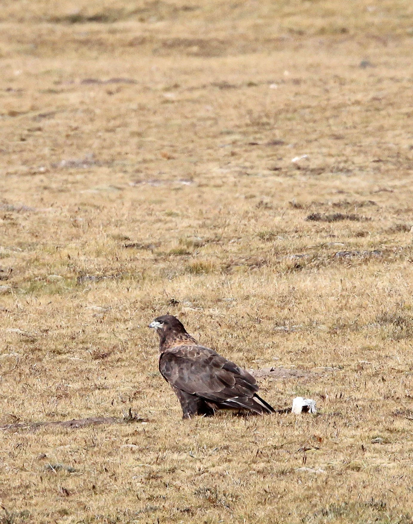 Buteo hemilasius - UPLAND BUZZARD - KEKEXILI NATIONAL RESERVE - QINGHAI PROVINCE - EASTERN SECTOR (44).JPG