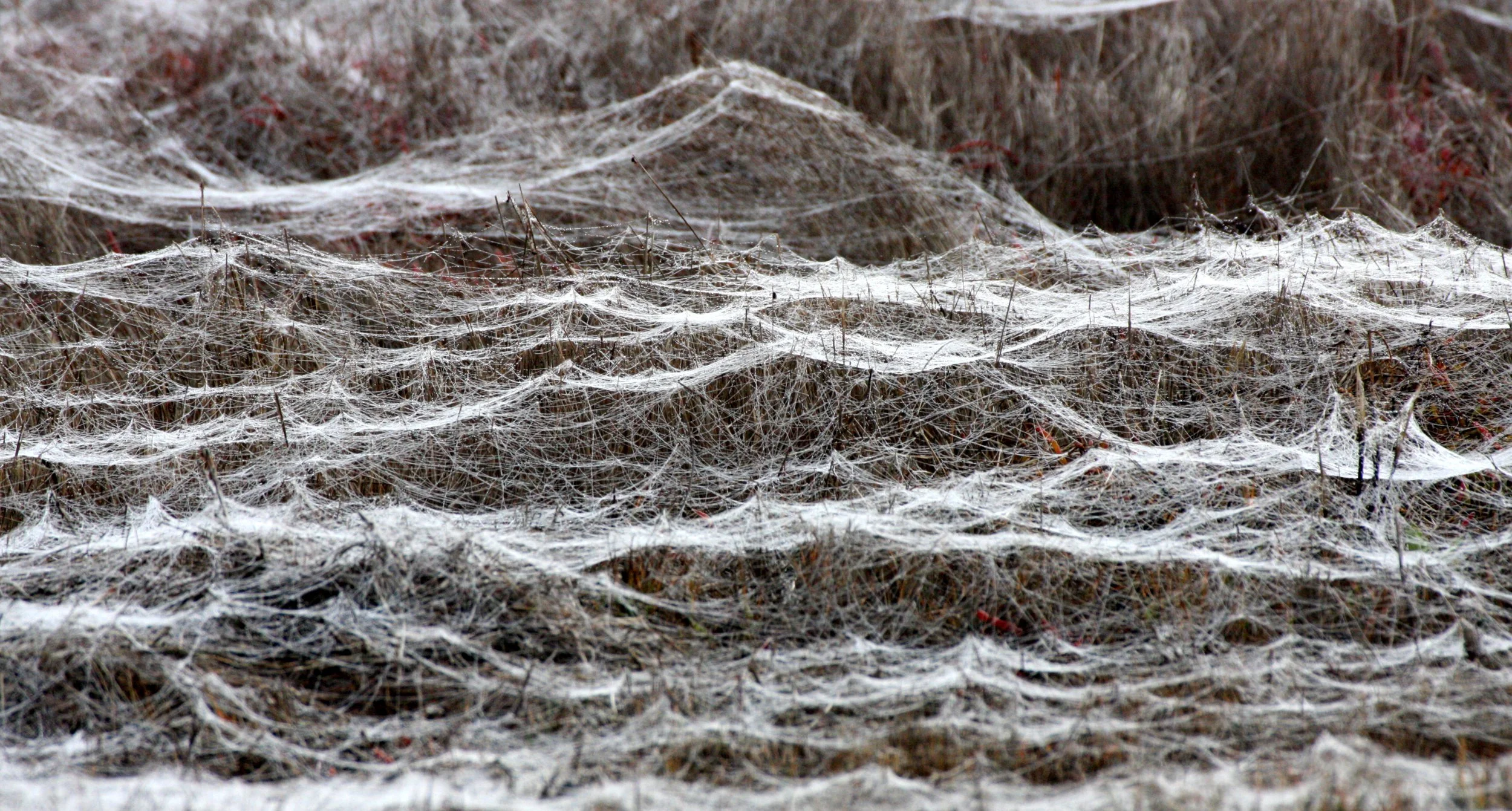 SEQUIM PRAIRIE - SPIDER WEBS (11).JPG