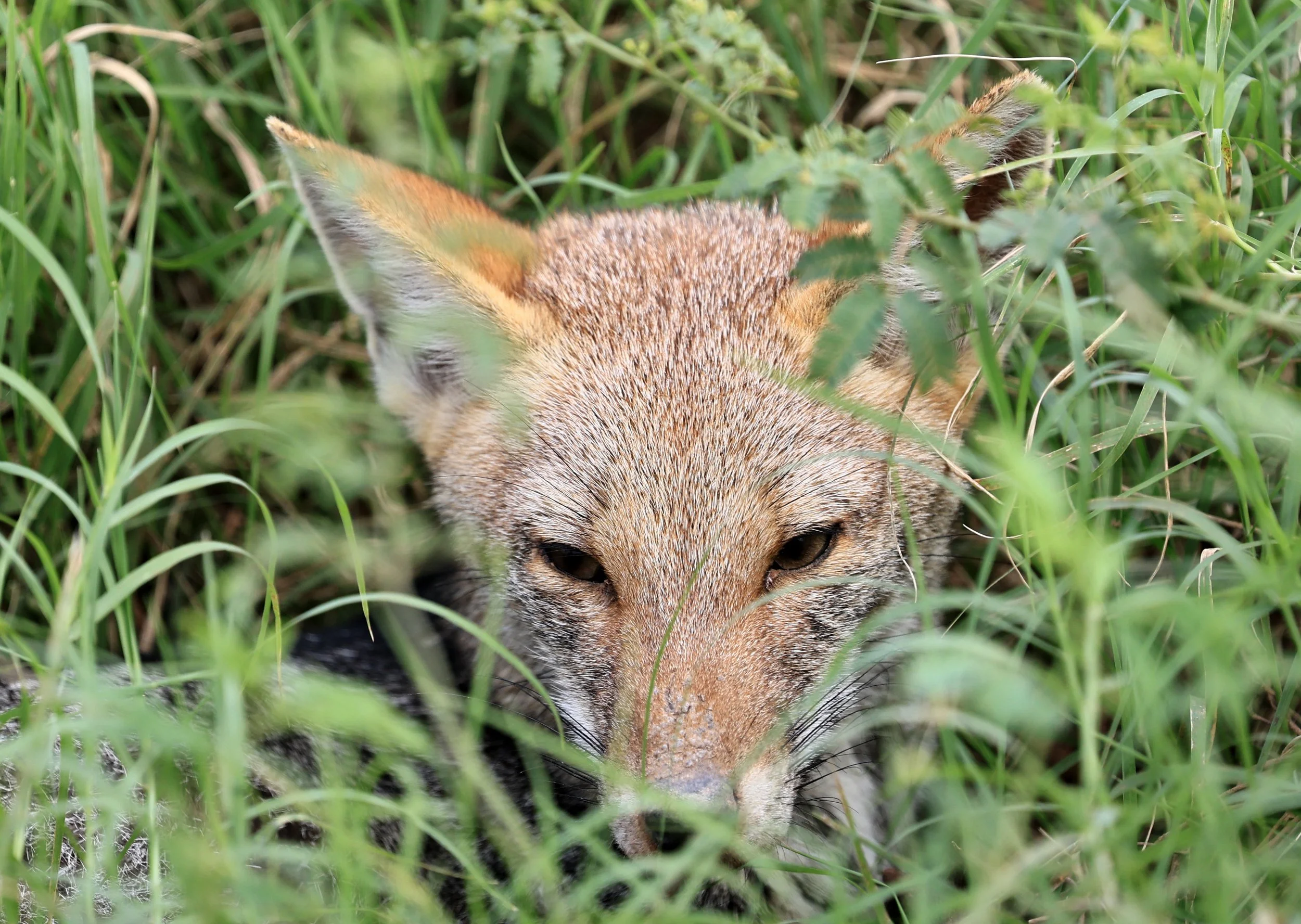 Pampas Fox (Lycalopex gymnocerca) Agua Dulce Paraguay (7).jpg