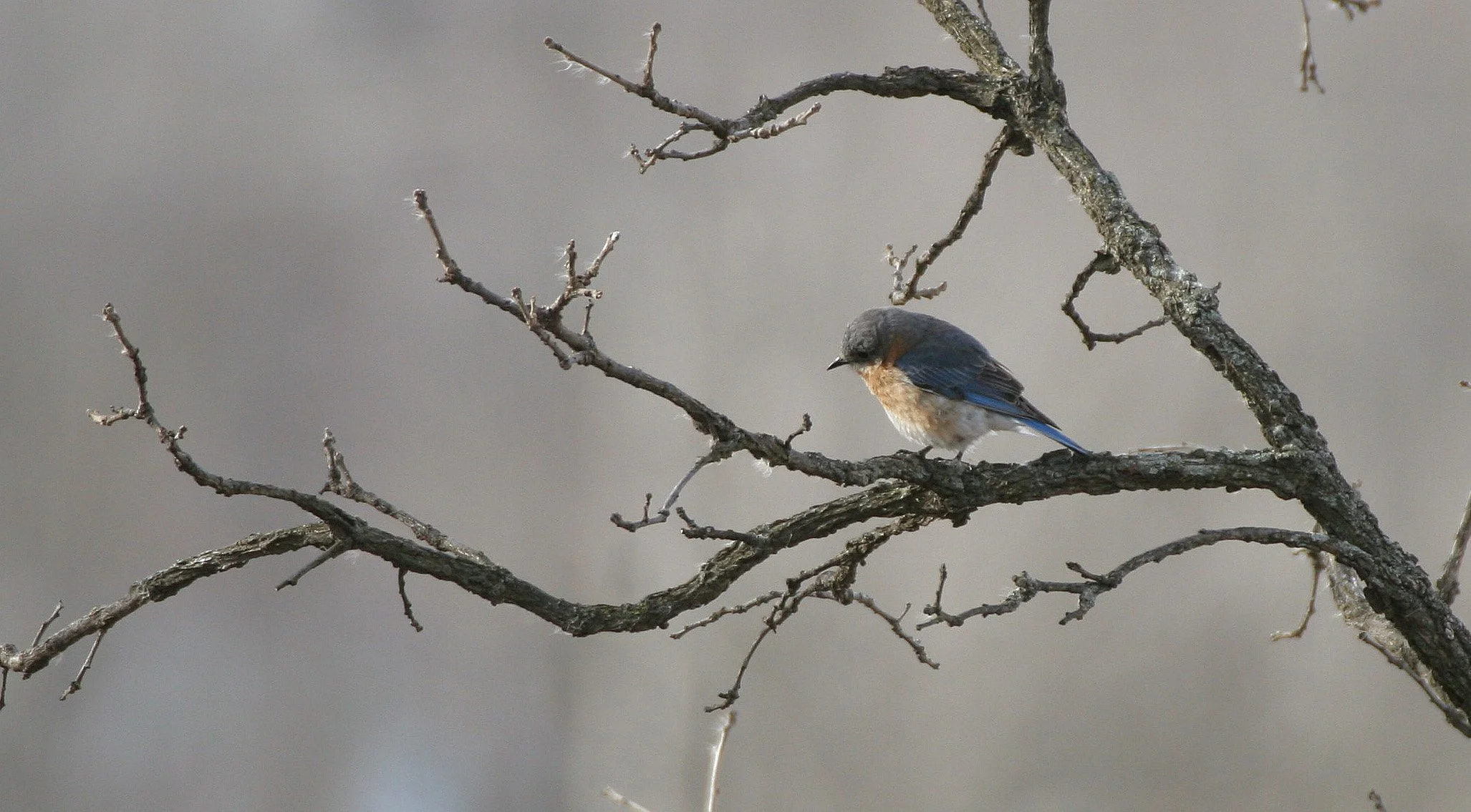 Eastern Bluebird (Sialia sialis) Lincoln Marsh Wheaton Illinois (38).JPG
