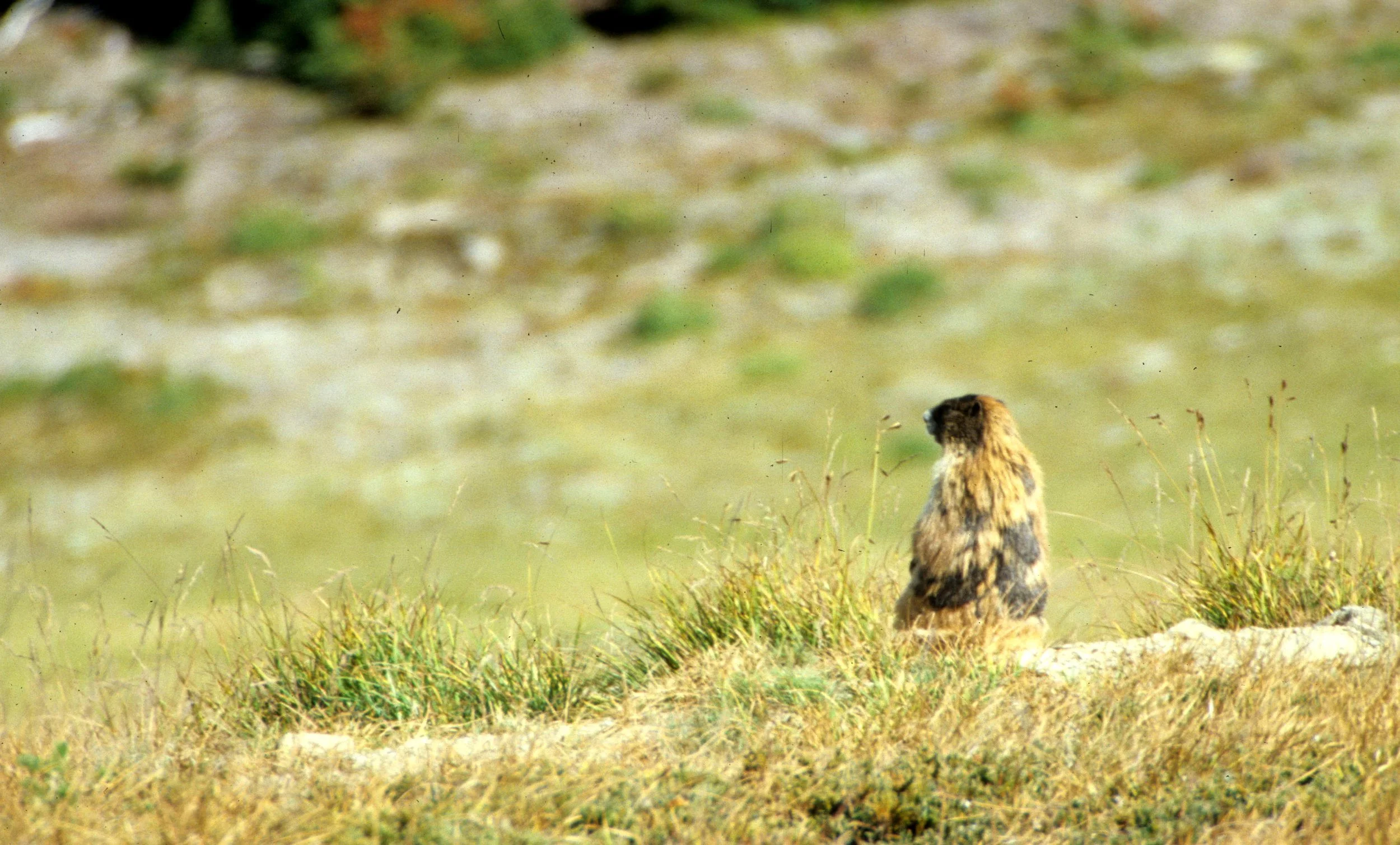 RODENTIA - MARMOT - OLYMPIC - MARMOTA OLYMPICA F.jpg