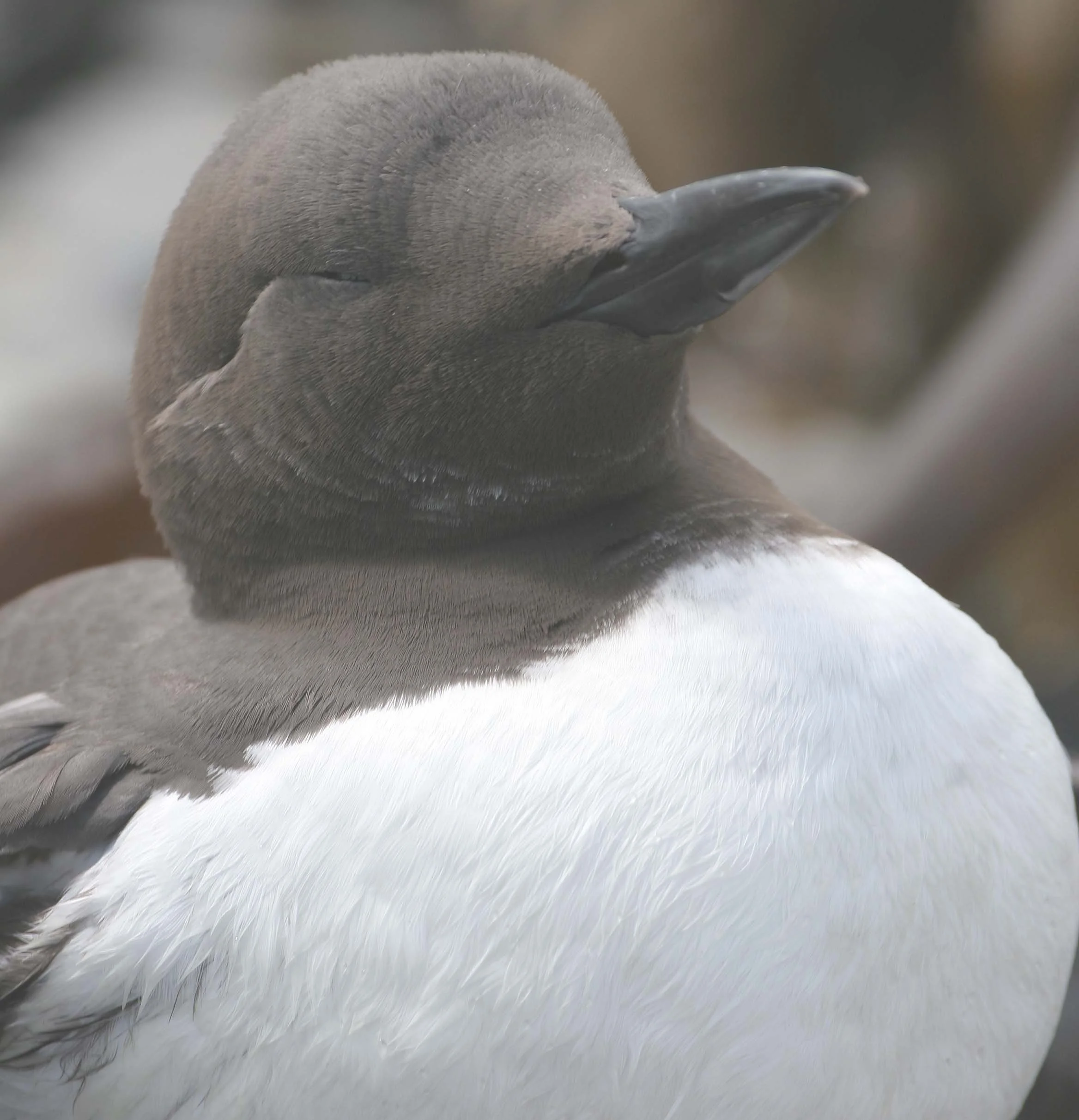 Uria aalge - COMMON MURRE - FRESHWATER BAY (13).jpg