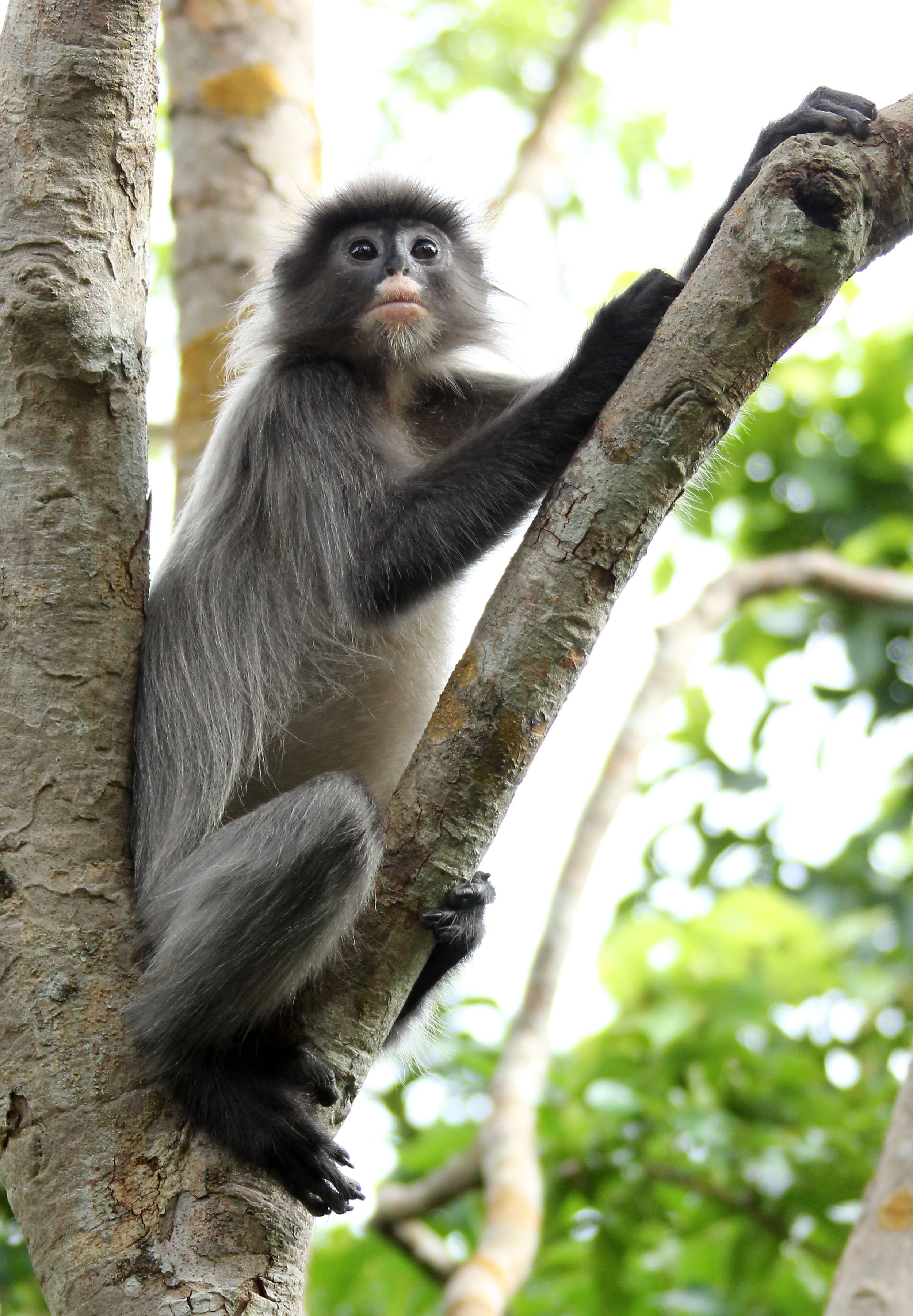 CERCOPITHECIDAE - Trachypithecus crepusculus - INDOCHINESE GRAY LANGUR - PHI THA KHON TEMPLE LOEI (42).JPG