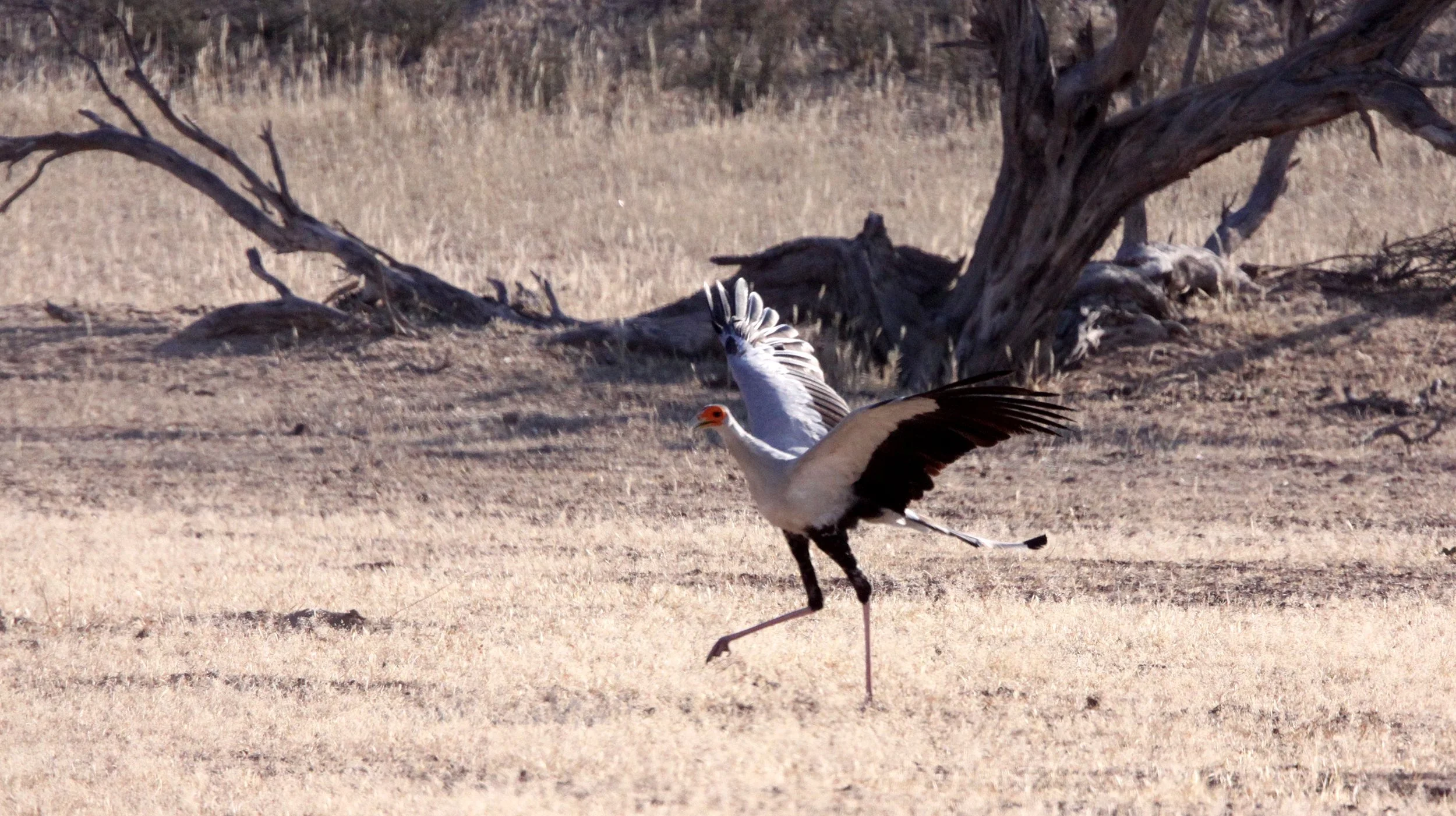 BIRD - SECRETARY BIRD - KGALAGADI NATIONAL PARK SOUTH AFRICA (6).JPG