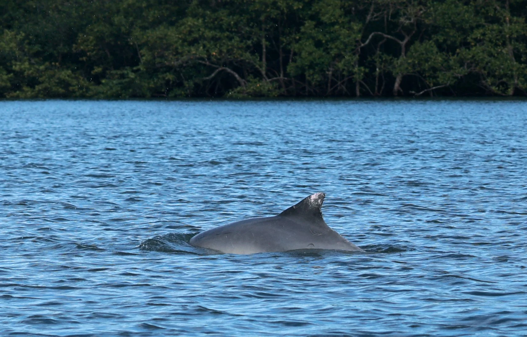 Guiana Dolphin (Sotalia guianensis) Superagüi National Park, Brazil 