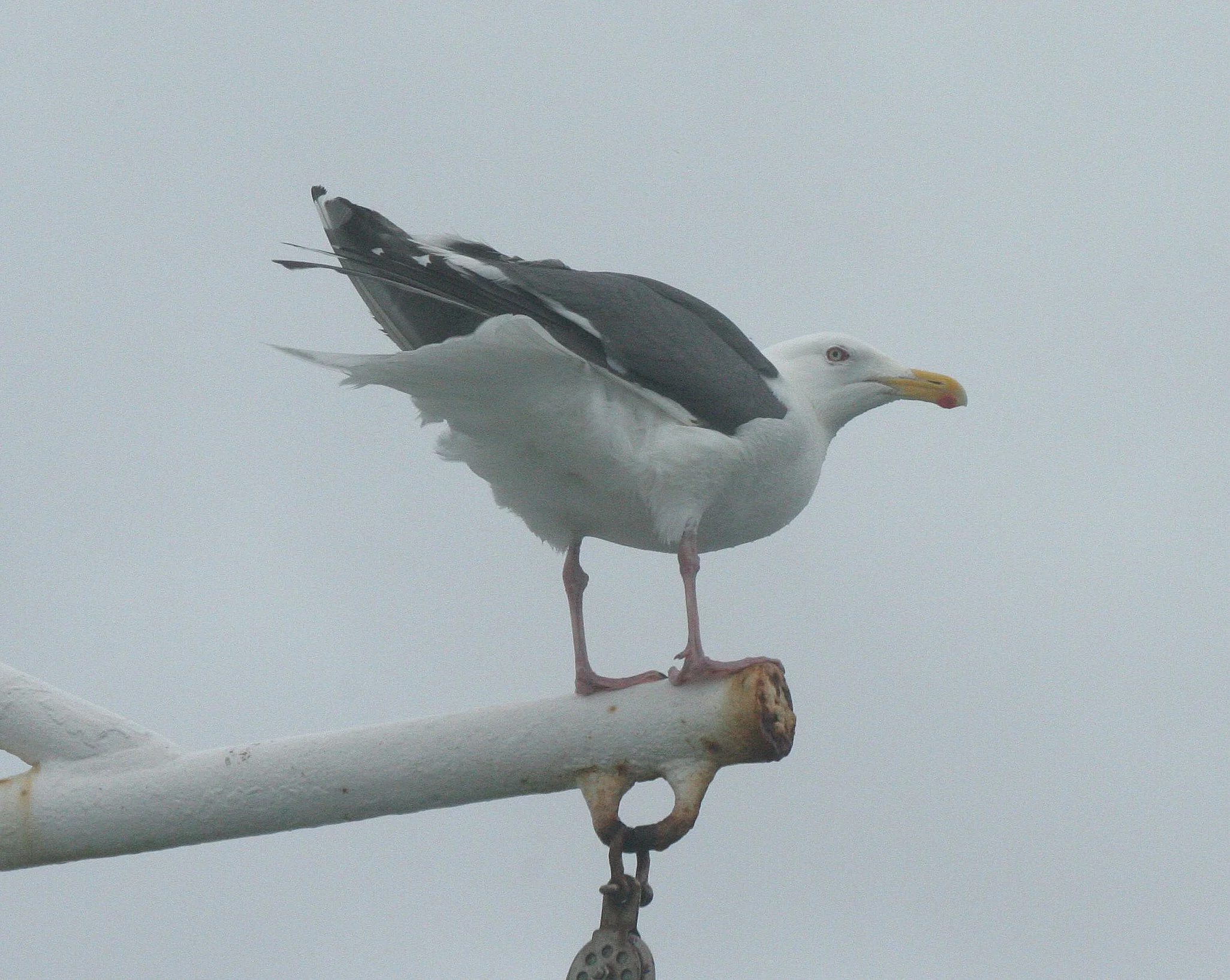 BIRD - GULL - GLAUCOUS PROBABLE - KURILS RUSSIA (3).jpg