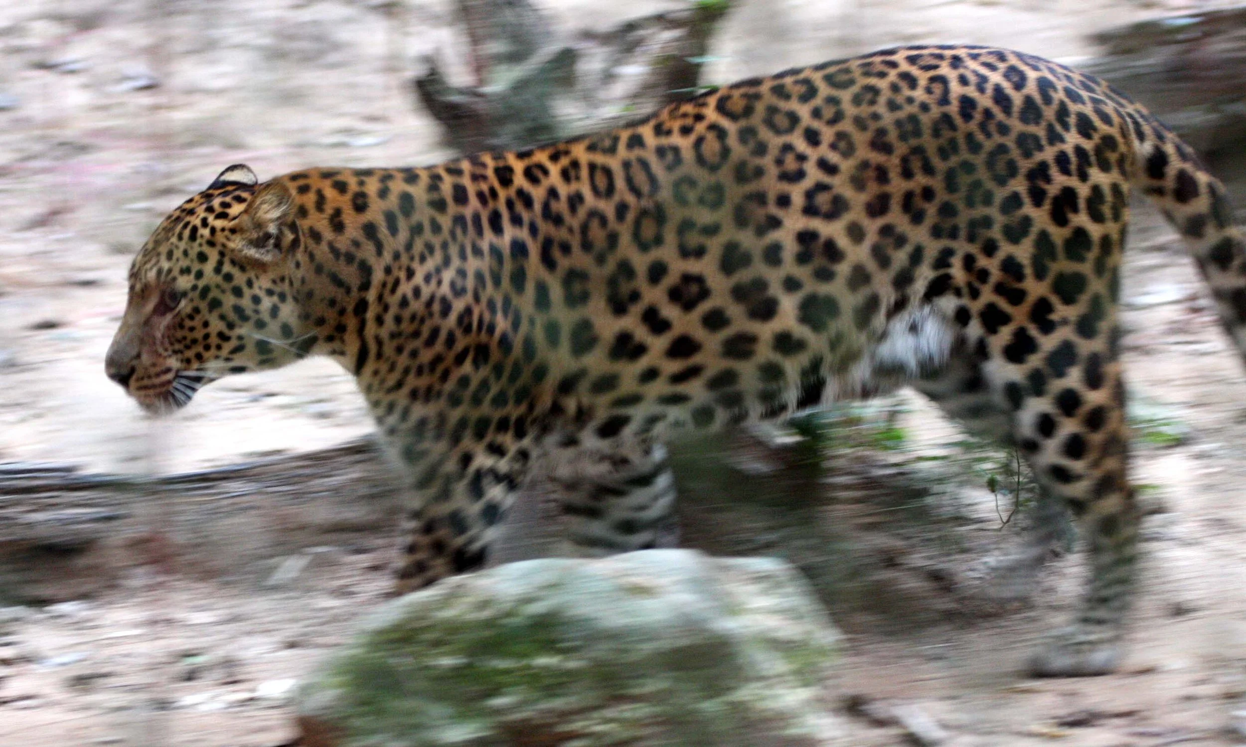 Indochinese leopard (Panthera pardus delacouri) at Phanoen Thung