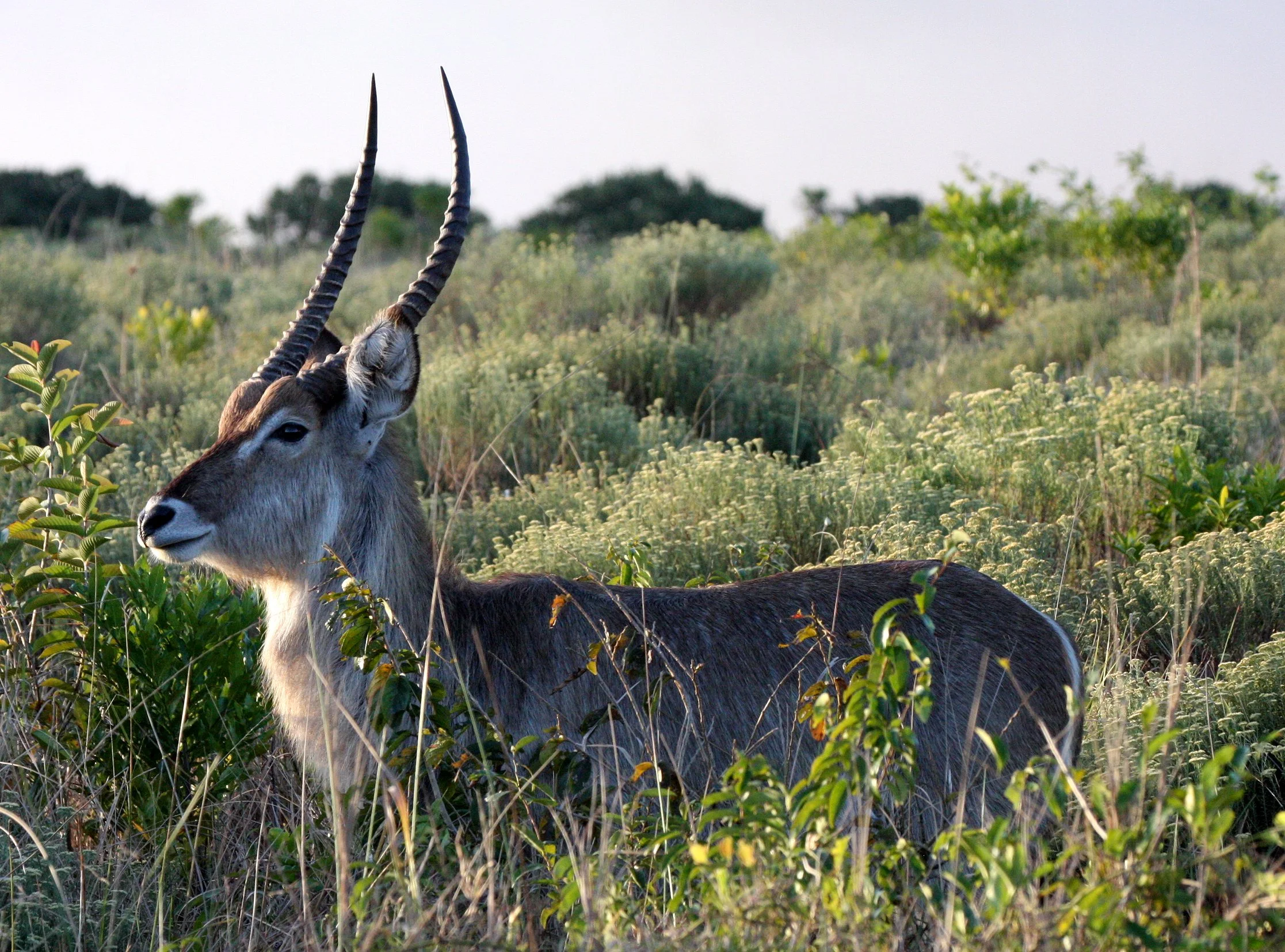 WATERBUCK - COMMON WATERBUCK - Kobus ellipsiprymnus - SAINT LUCIA NATURE RESERVES SOUTH AFRICA (5).JPG