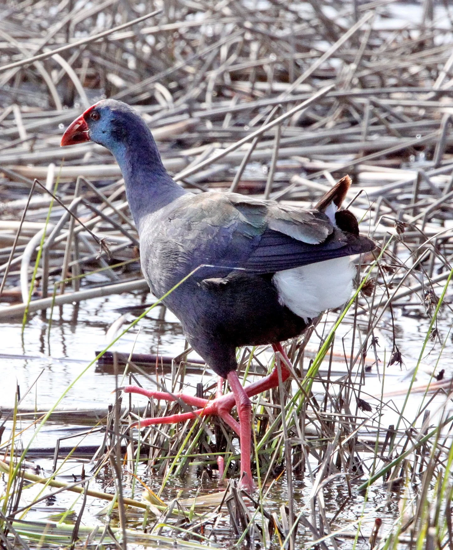 African Purple Swamphen or Gallinule (Porphyrio madagascariensis) Eland's Bay South Africa (6).JPG