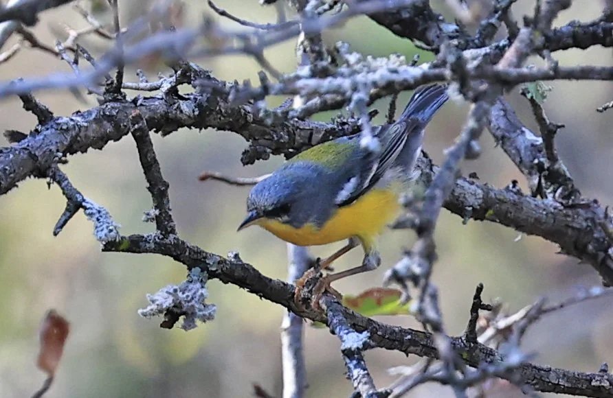Tropical Parula (Setophaga pitiayumi) Reserva Natural Canada el Carmen, Paraguay