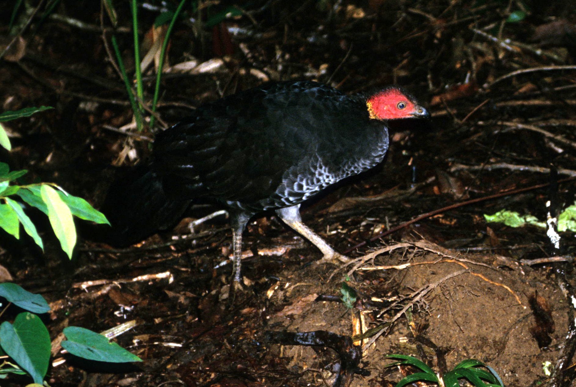 BIRD - AUSTRALIAN BRUSH TURKEY - DAINTREE RAINFOREST A1.jpg