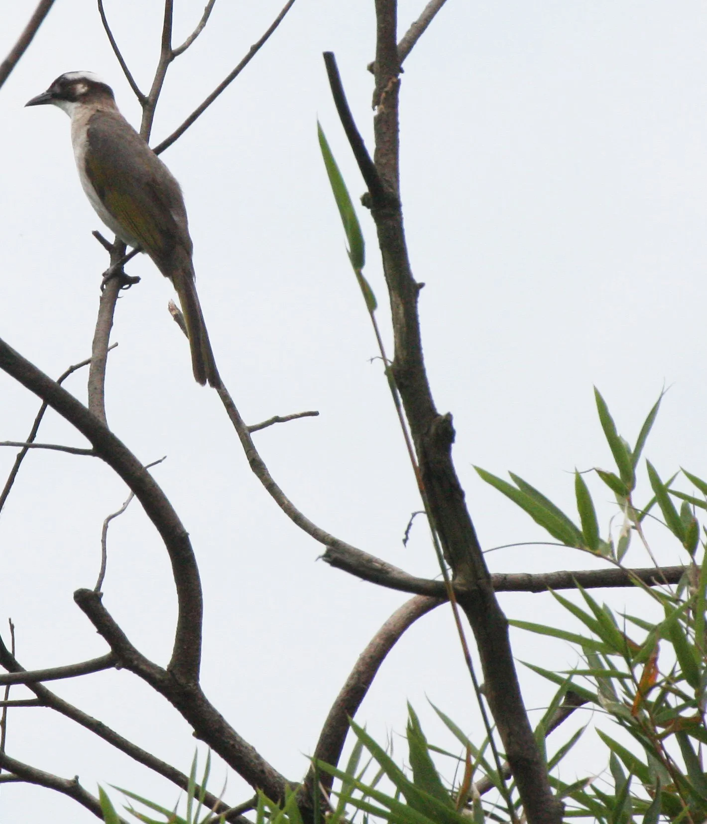 Styan's Bulbul (Pycnonotus taivanus) Taipei China (11).JPG