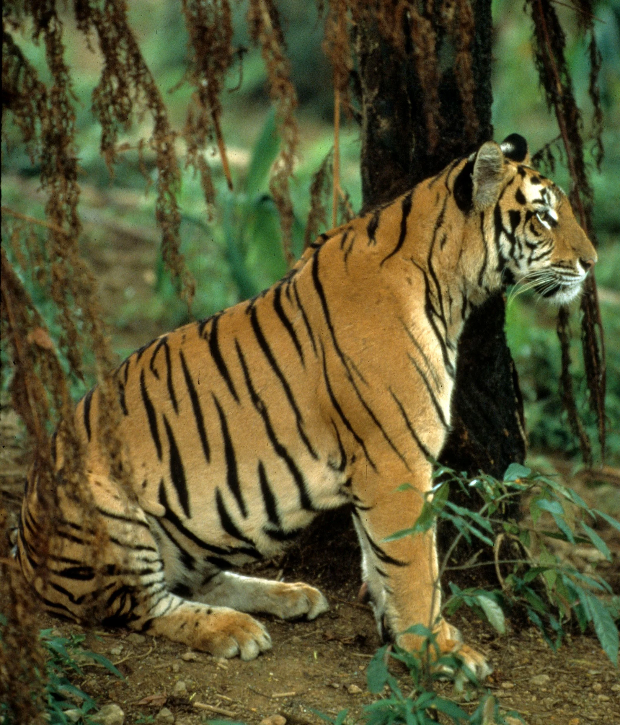 TIGER D.jpg