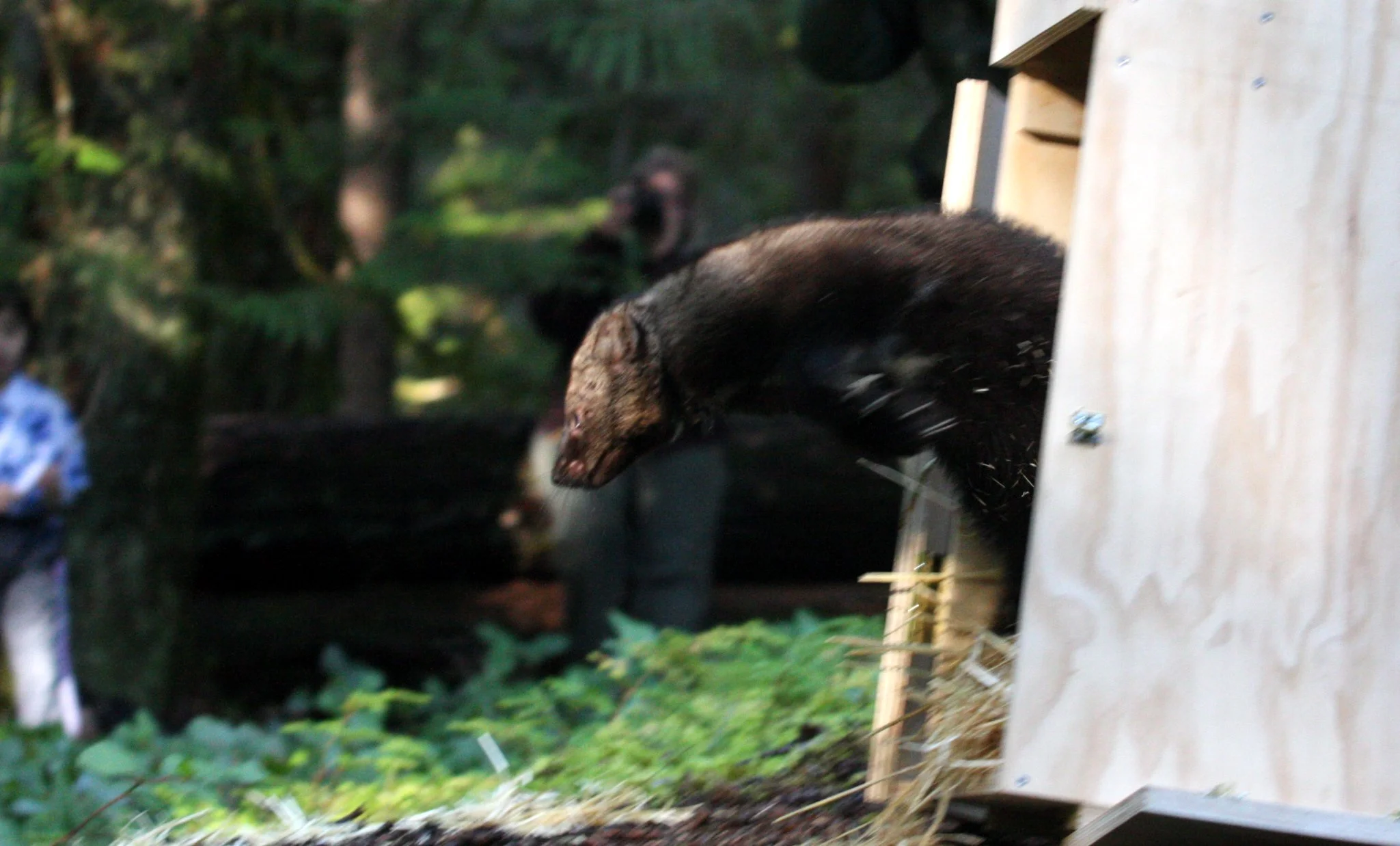 MUSTELID - FISHER - FINAL RELEASE ON 2-20-2010 (18).JPG