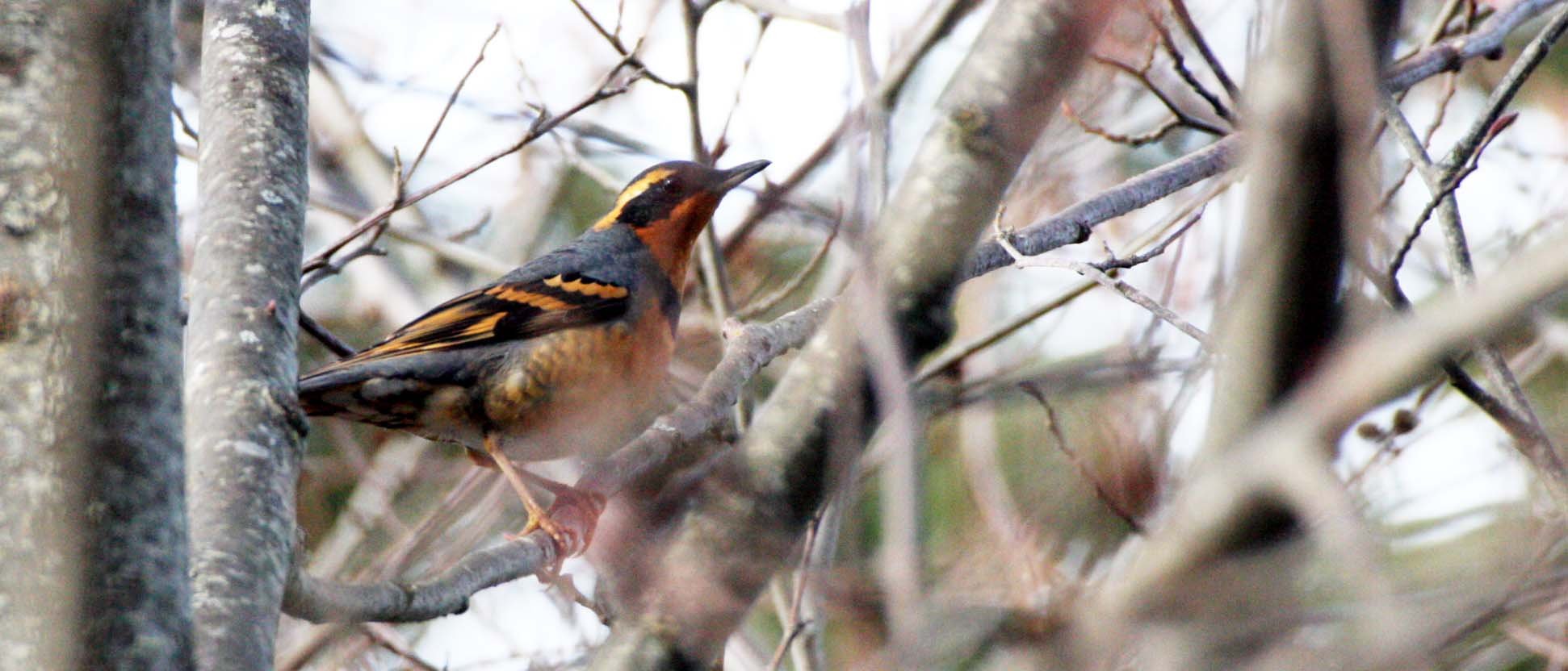 Varied Thrush (Ixoreus naevius) Lake Farm Olympic Peninsula Washington (2).JPG