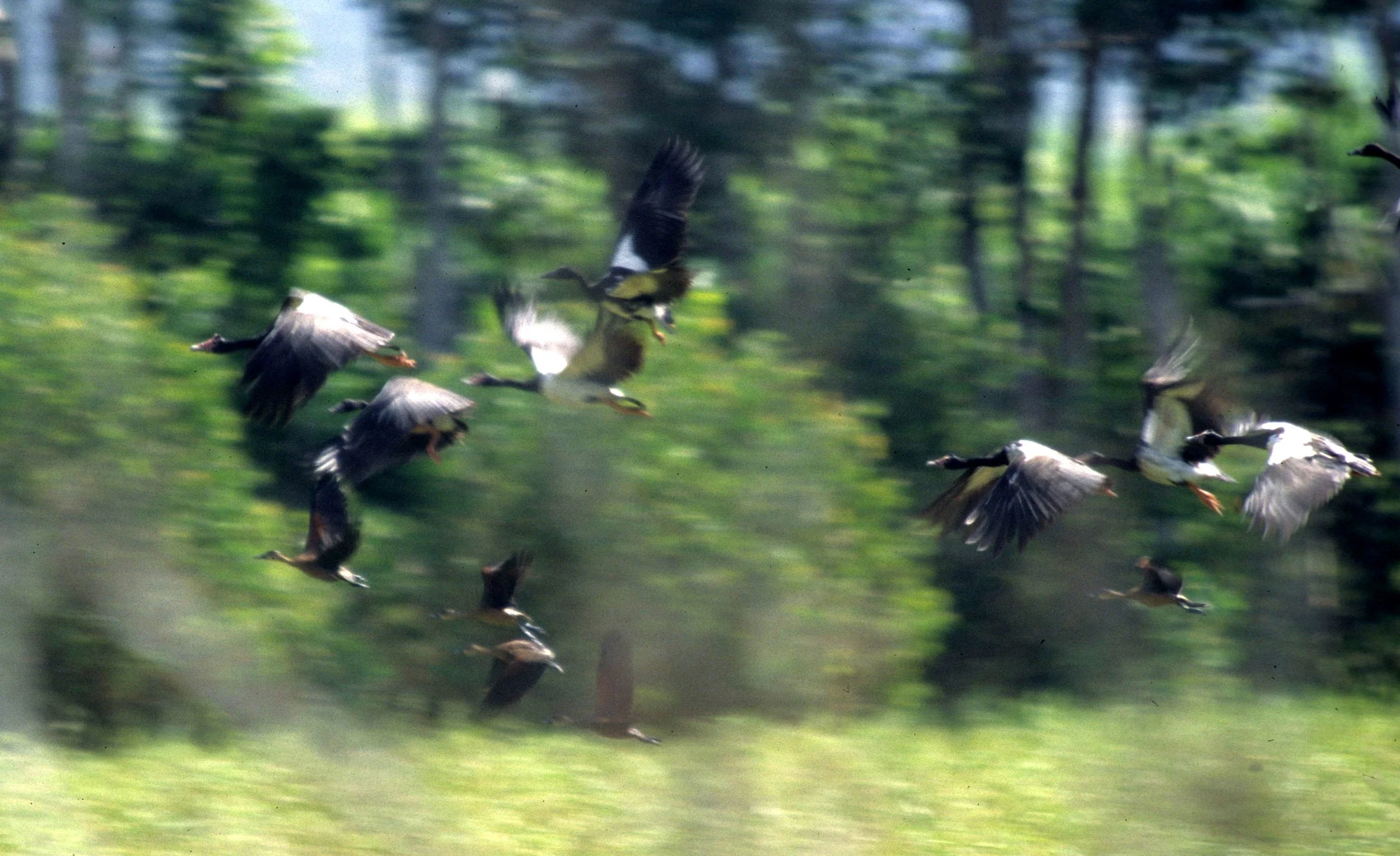 BIRD - GOOSE - MAGPIE GOOSE - KAKADU NP C.jpg