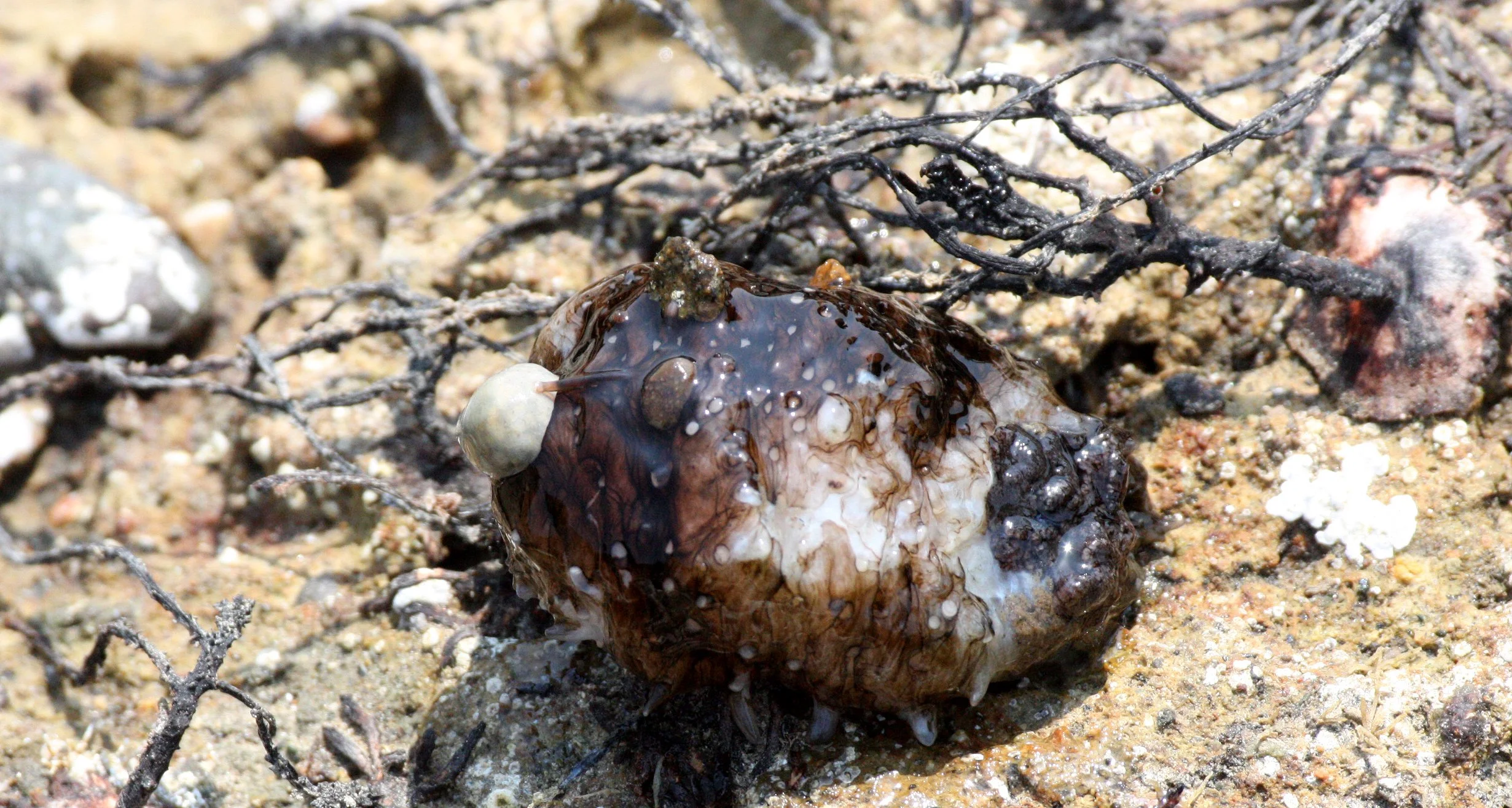 INVERT - ECHINODERM - SEA CUCUMBER - MUTSU JAPAN.JPG