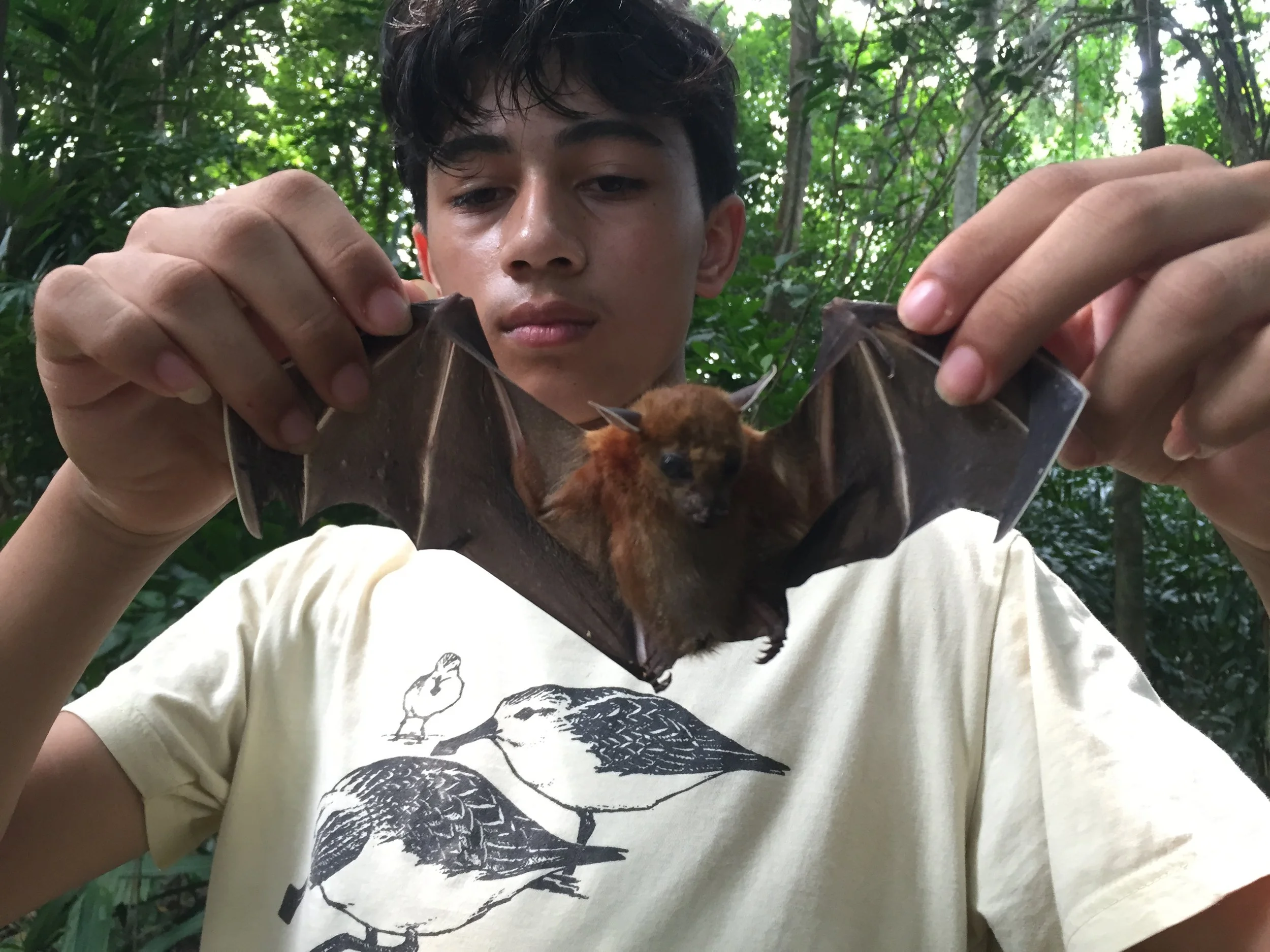 2015 Koh Lanta Garden Bats, Poacher Nets & Nature (4).JPG