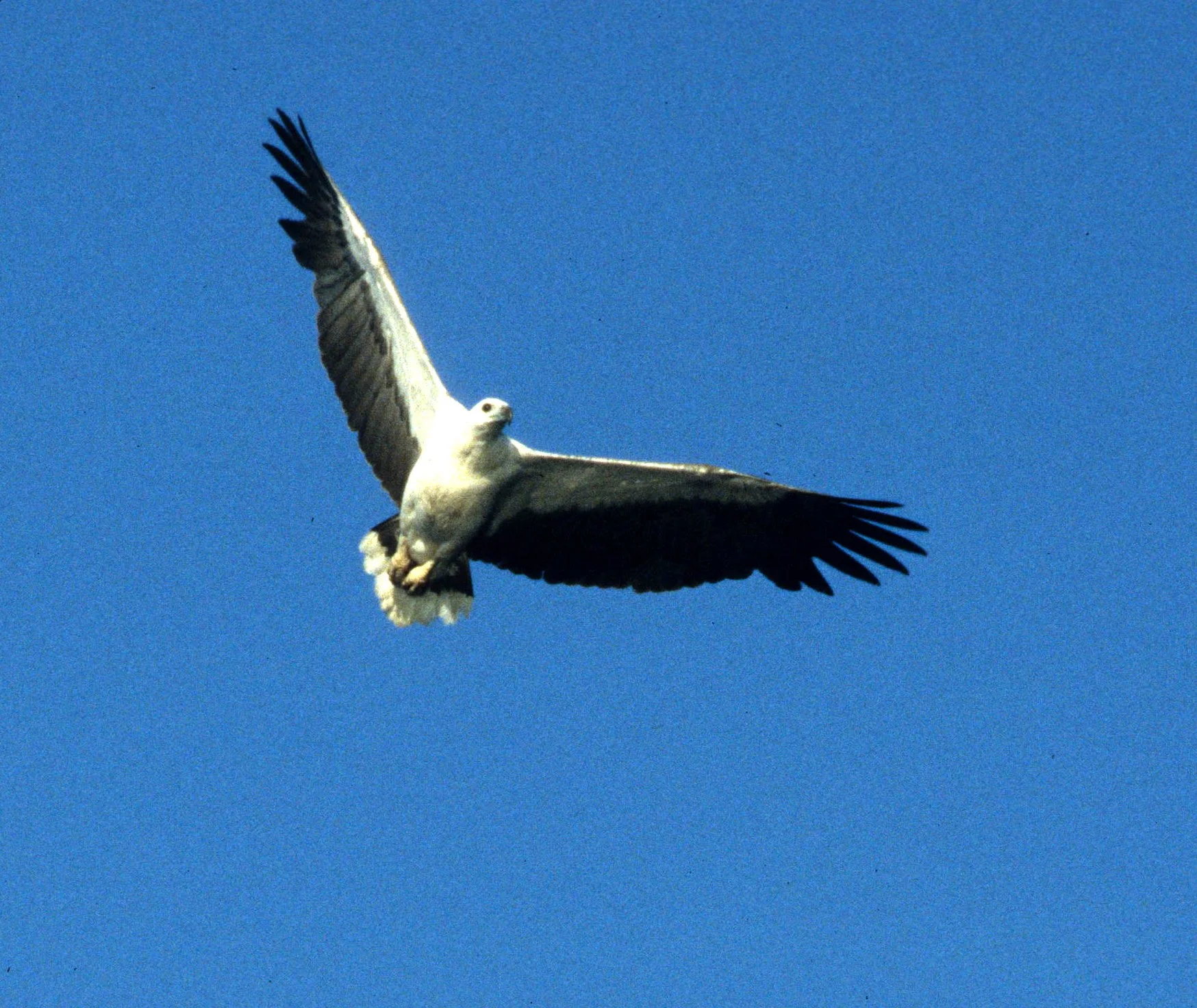 Haliaeetus leucogaster - WHITE-BELLIED SEA EAGLE - DAINTREE FOREST QUEENSLAND (2).jpg