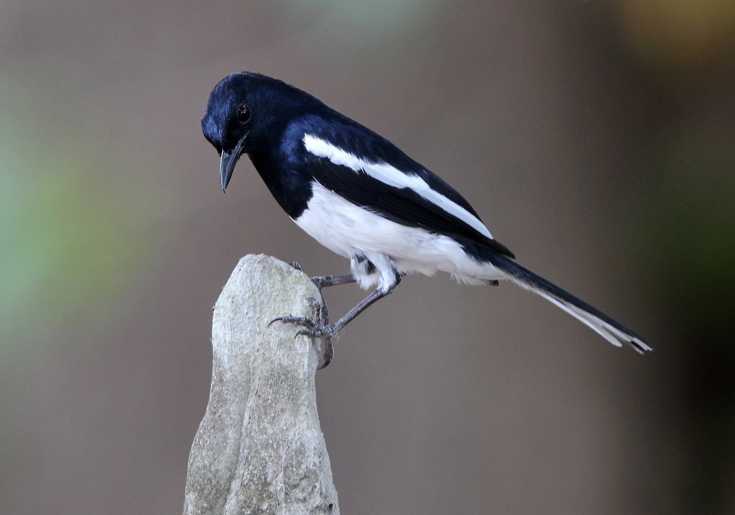 AYUTTHAYA PASSION DAY NOVEMBER 2013 (37).JPG