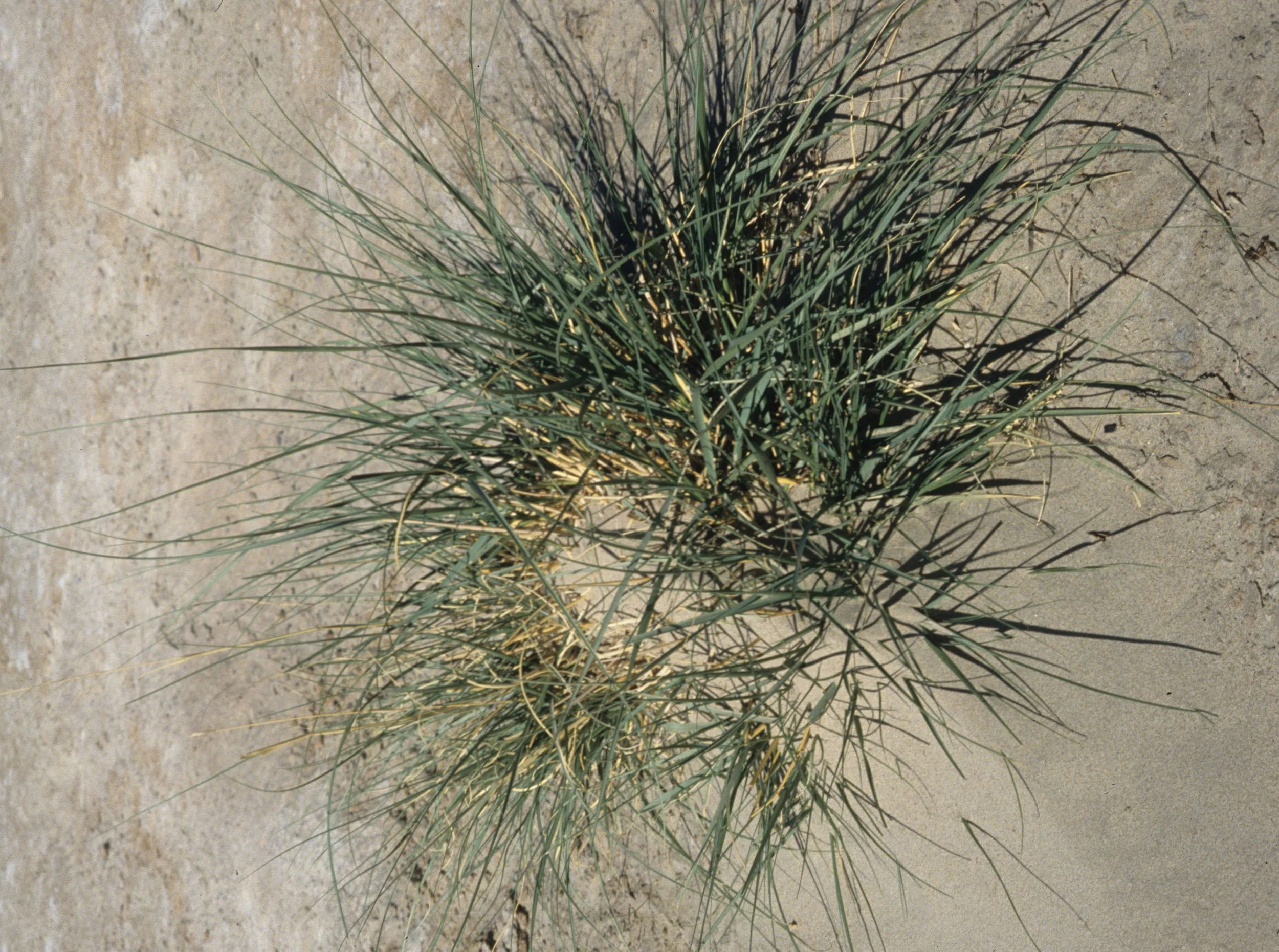 DEATH VALLEY - SPOROBOLIS ARROIDES - ALAKALI SACATION GRASS.jpg