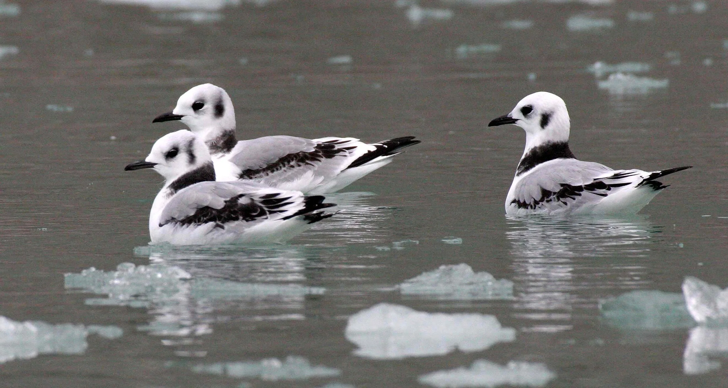 BIRD - KITTIWAKE - BLACK-LEGGED - SVALBARD (34).jpg