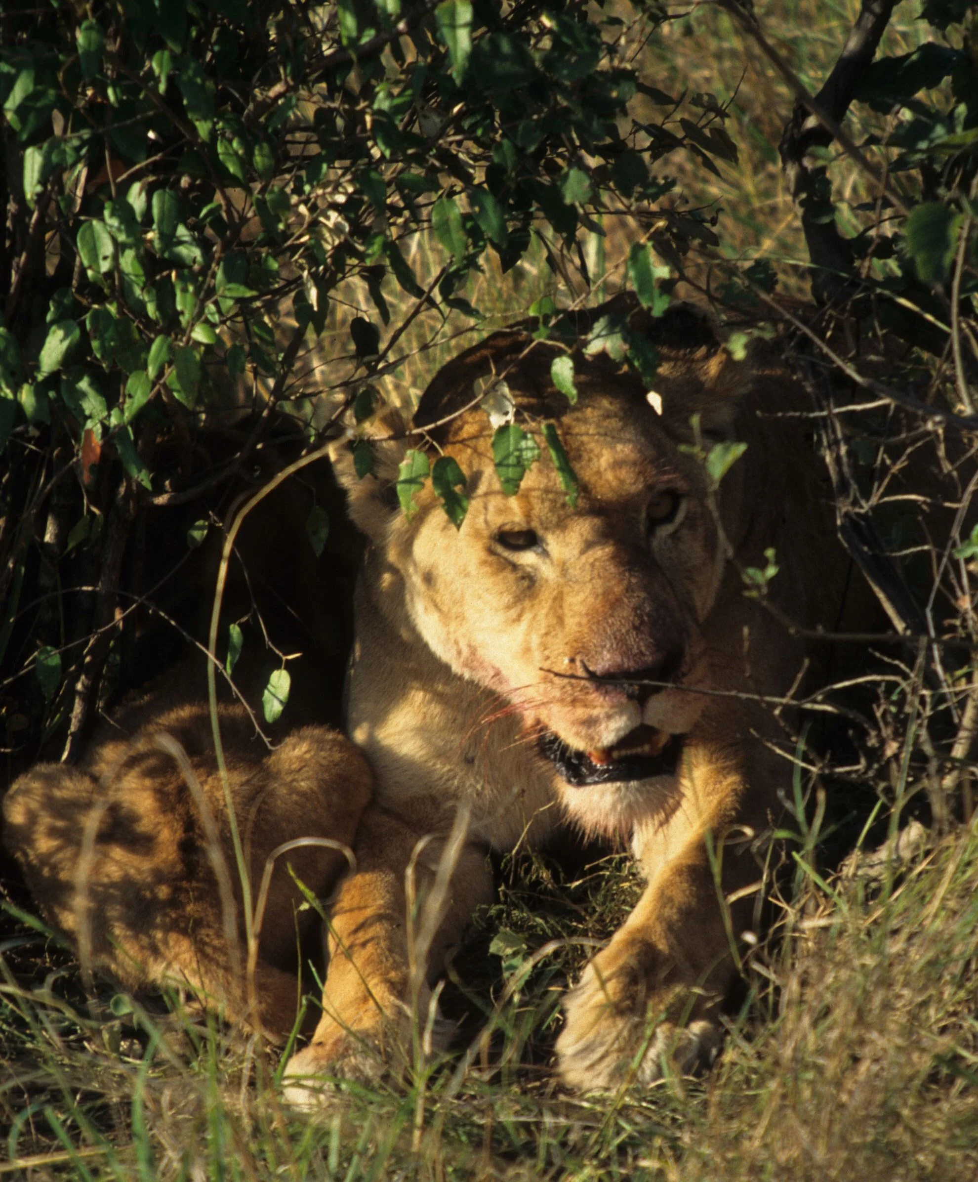 FELID - LION - SERENGETI (43).jpg