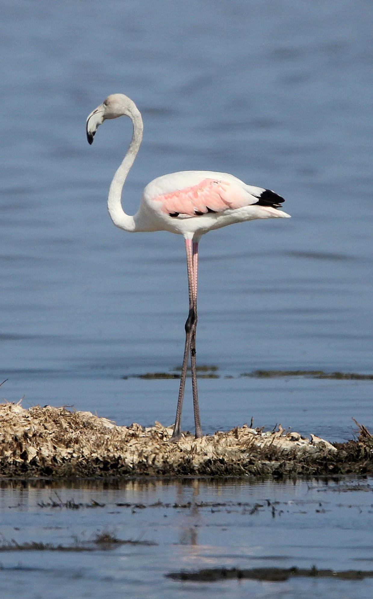 Phoenicopterus roseus - Greater Flamingo - Korba Wetlands, Tunisia (7).JPG
