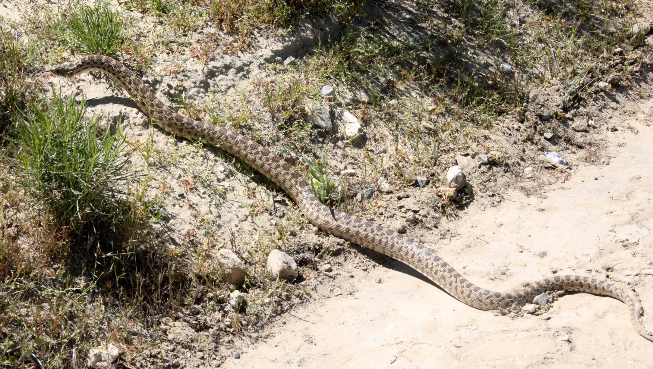 Pituophis catenifer catenifer - PACIFIC GOPHER SNAKE - CARRIZO PLAIN NATIONAL MONUMENT CALIFORNIA (8).JPG