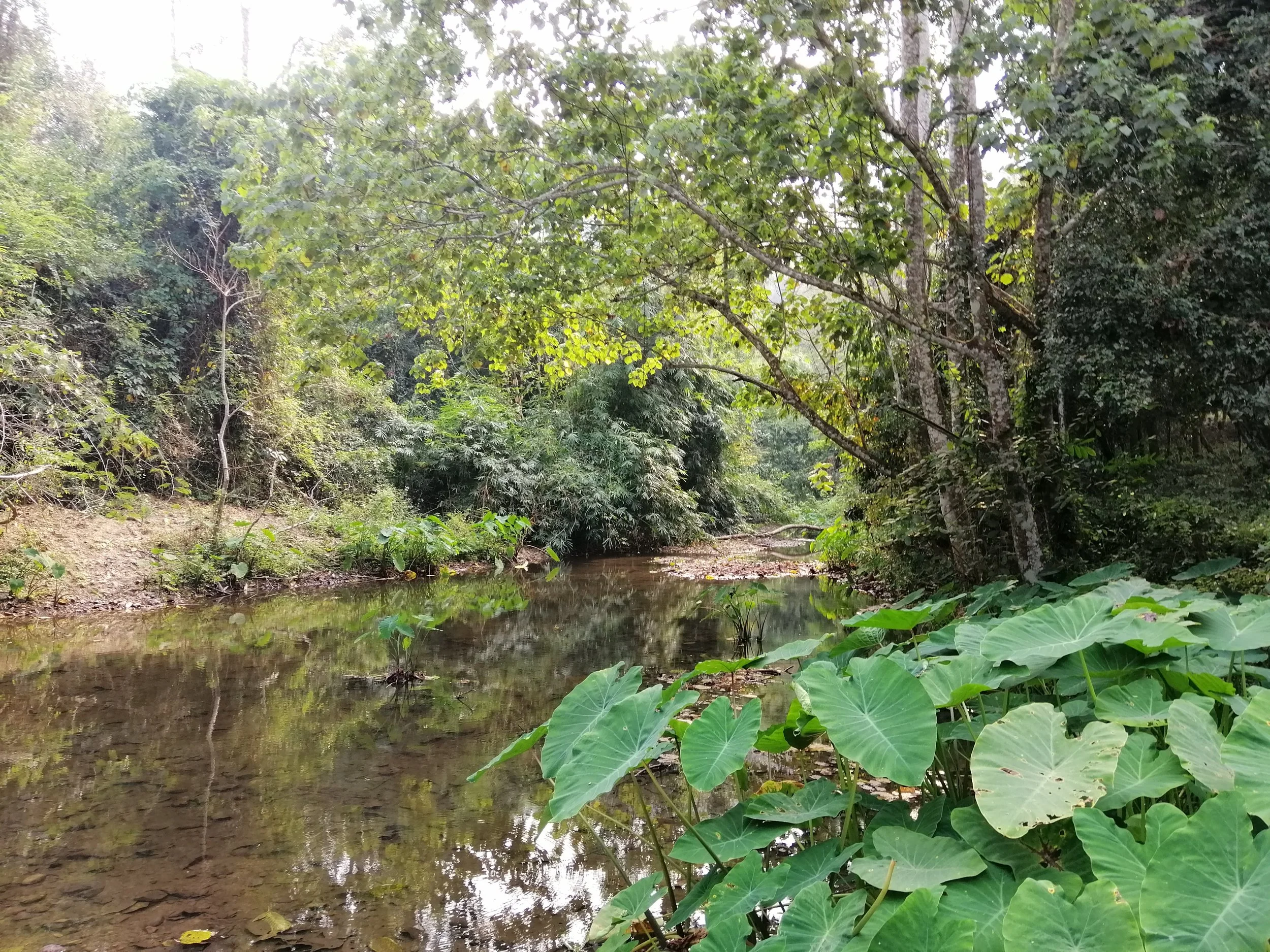 There are two main rivers in the park; Phetchaburi and Pran Buri Rivers. Both rivers originate from the Tanaosri Mountain Range. In the north, Phetchaburi River flows into Kaeng Krachan Dam and flows further east all the way out to the Gulf of Thaila