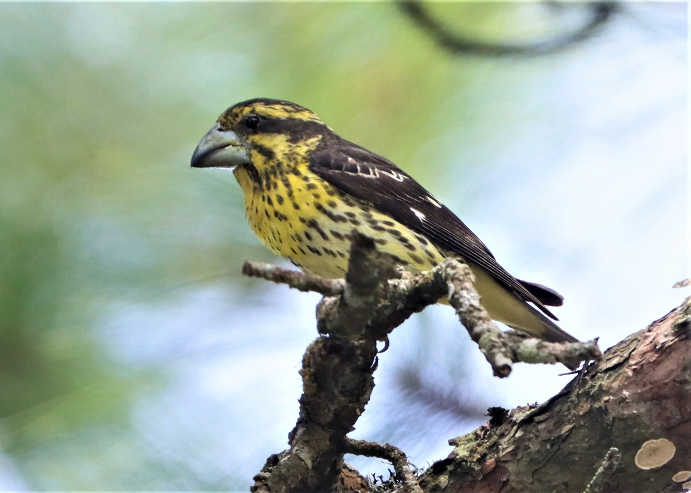 Spot-winged Grosbeak (Mycerobas melanozanthos) Doi Ang Kang, Chiang Mai Thailand (5).jpg