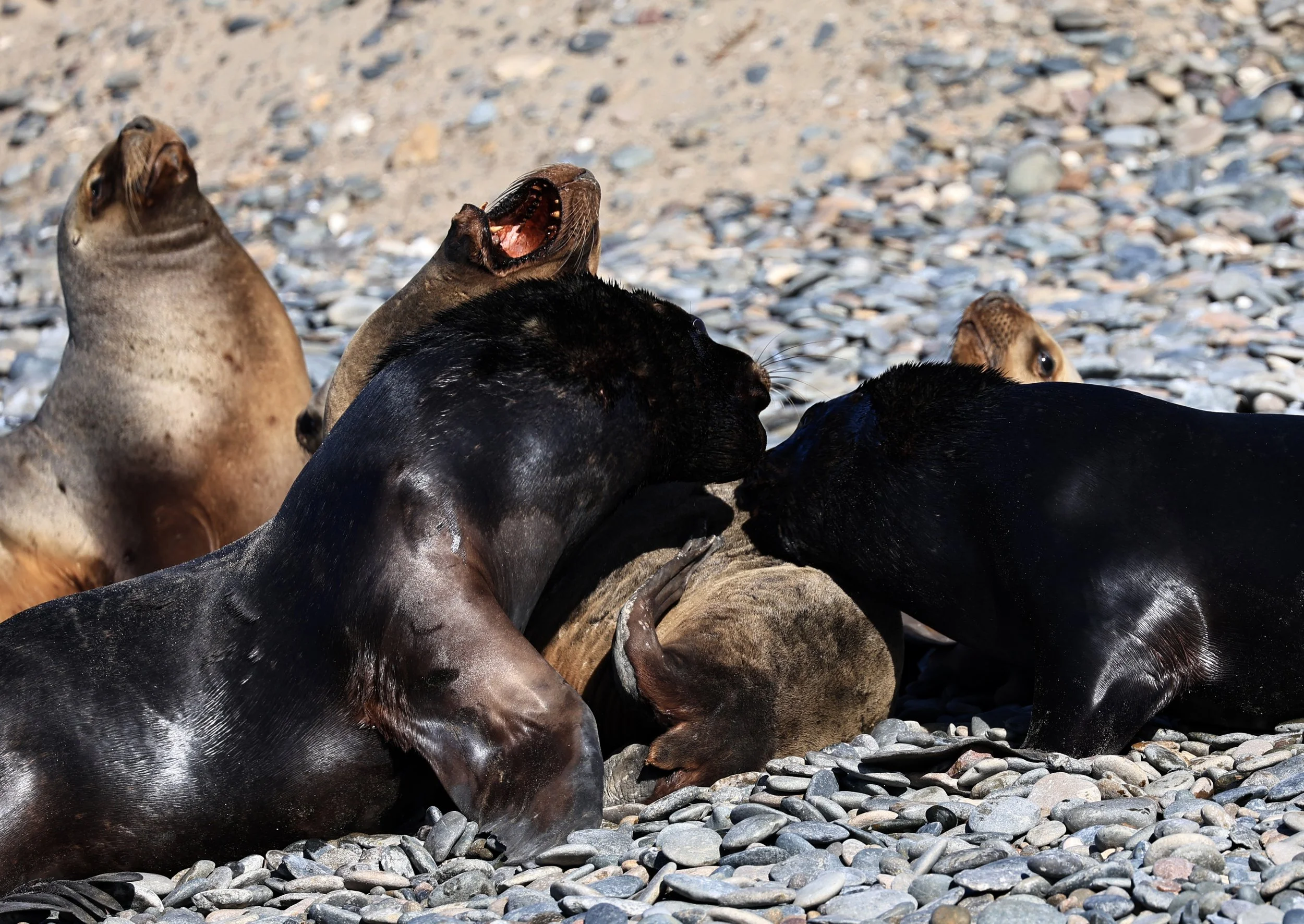 South American Sea Lion (Otaria flavescens) Puerto Rawson Argentina (9).jpg