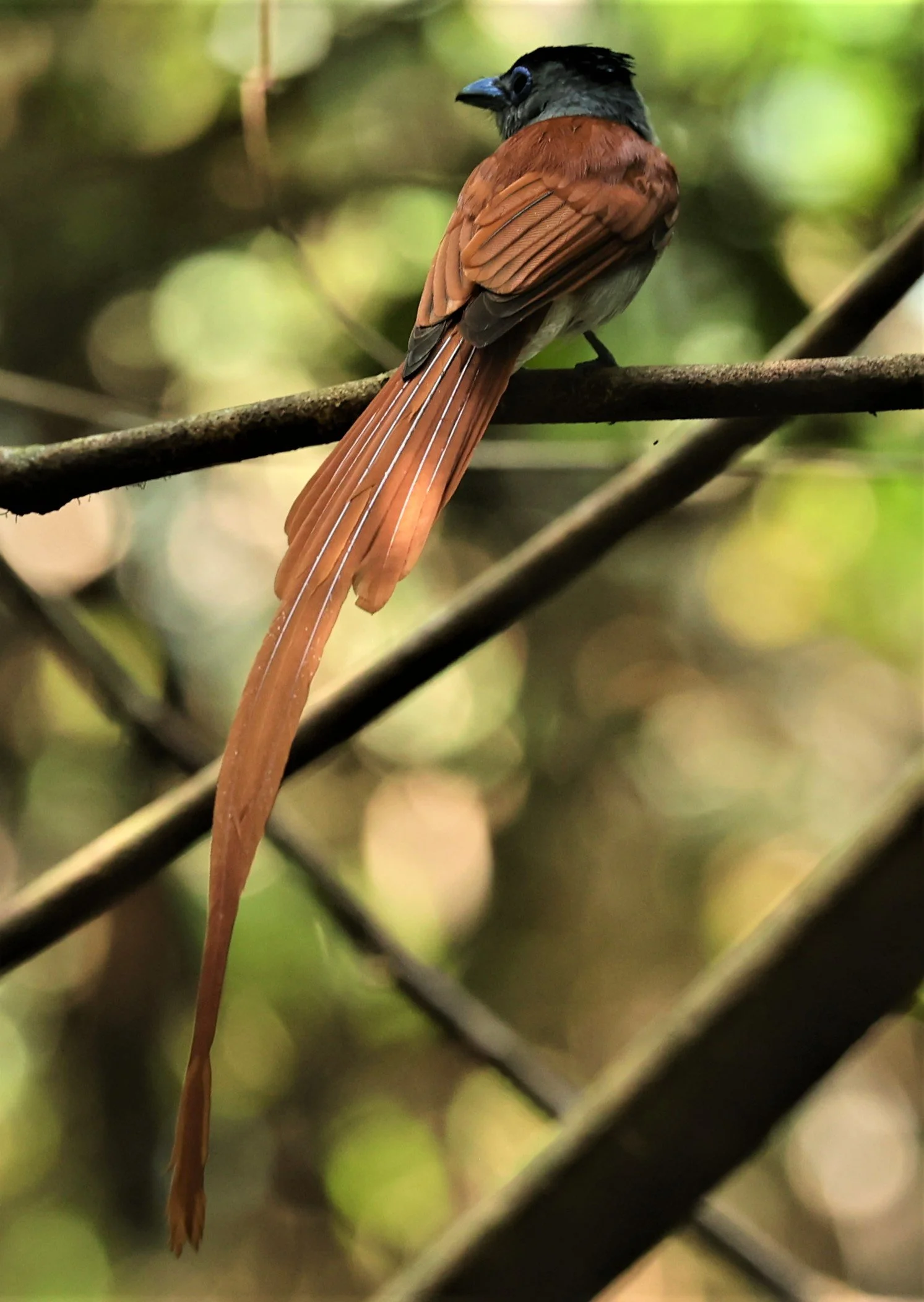 PARADISE-FLYCATCHER - BLYTH'S PARADISE-FLYCATCHER - Terpsiphone affinis - KRUNG CHING, KHAO LUANG NP NST, APRIL 2022 (9).jpg