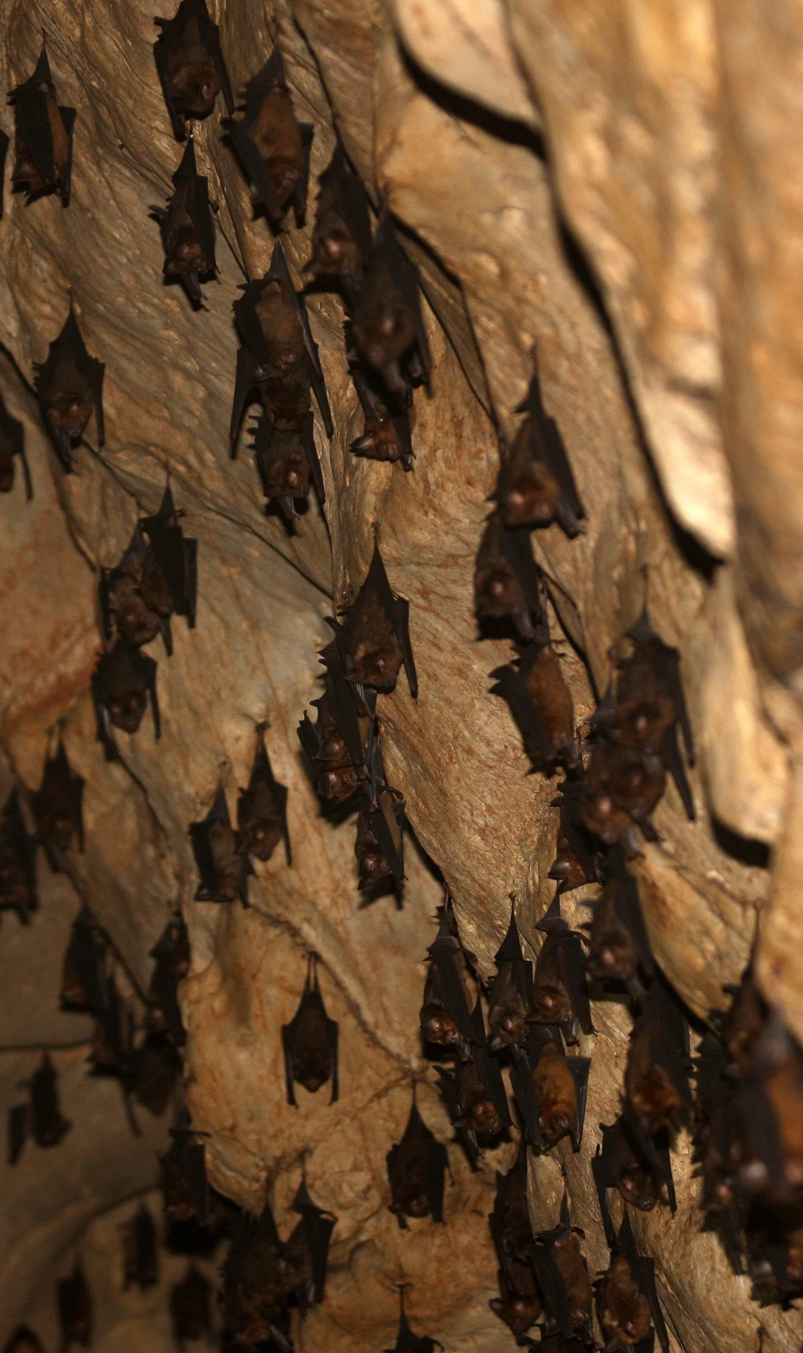 ROUNDLEAF BAT - GREAT ROUNDLEAF BAT - Hipposideros armiger - LANTA ISLAND THAILAND - KHAO MAI KAEW CAVES (1).JPG
