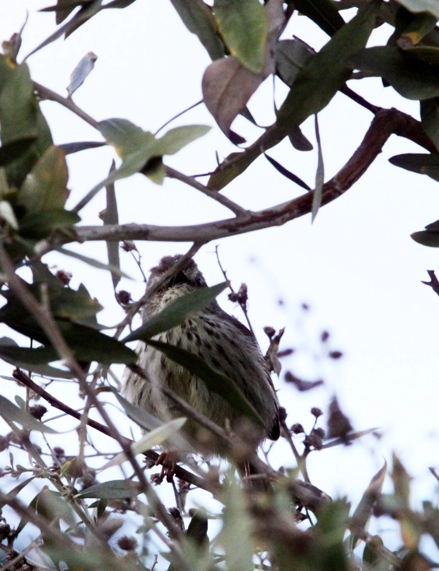 BIRD - CISTICOLA - GREY-BACKED CISTICOLA - TABLE MOUNTAIN NATIONAL PARK SOUTH AFRICA - SIMON'S TOWN ROOKERY.JPG