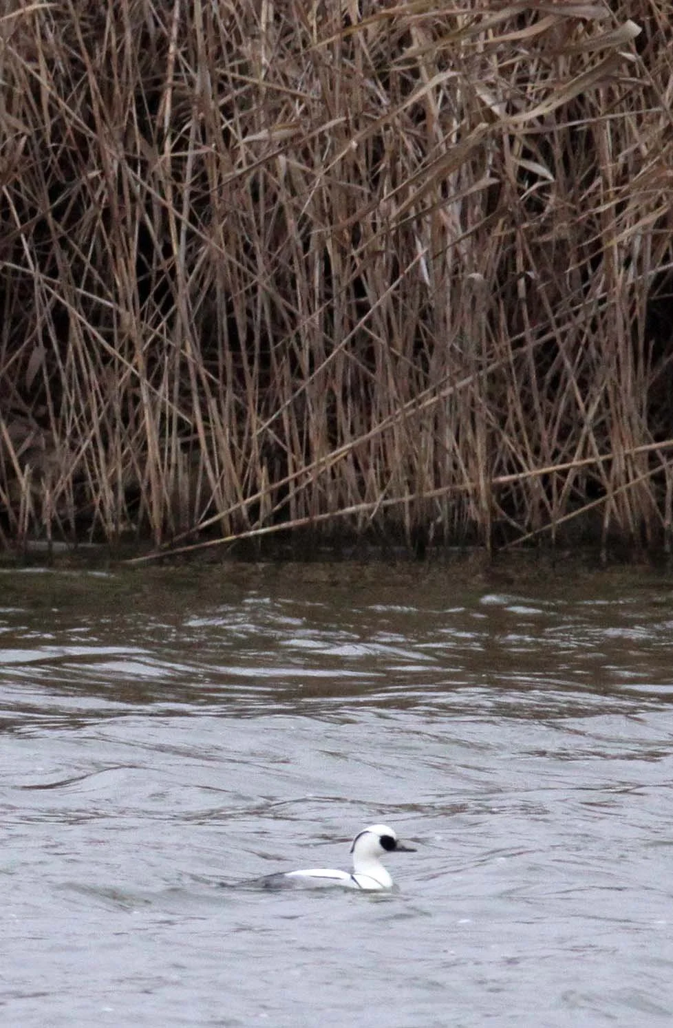 SMEW - Mergellus albellus - YANCHENG CHINA (3).JPG