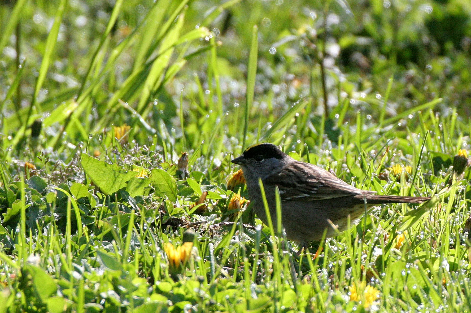 Gold-crowned Sparrow ((Zonotrichia atricapilla) Lake Farm Woods Washington (11).JPG