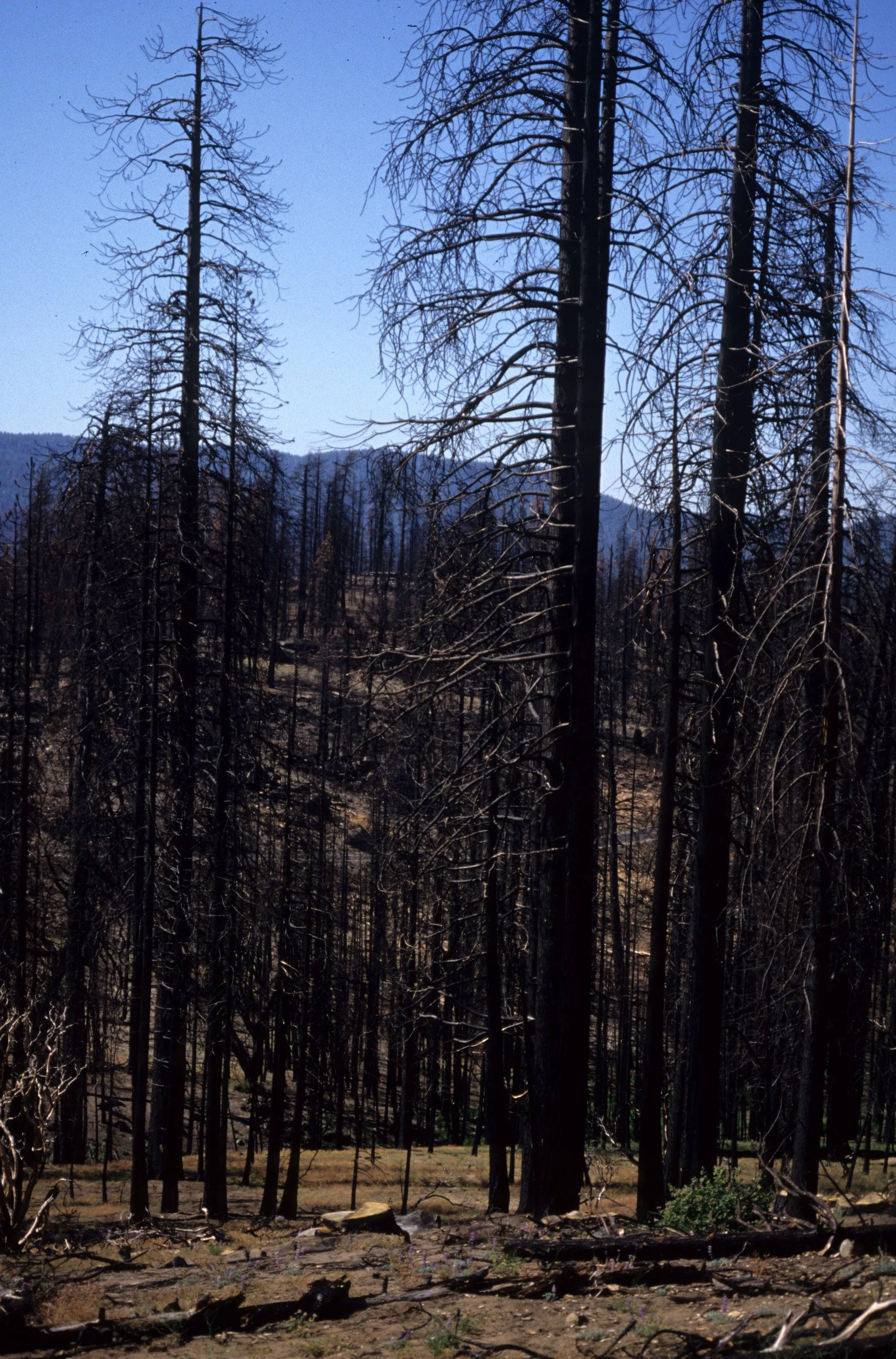 CALIFORNIA - YOSEMITE - 1995 FIRE SCARS A.jpg