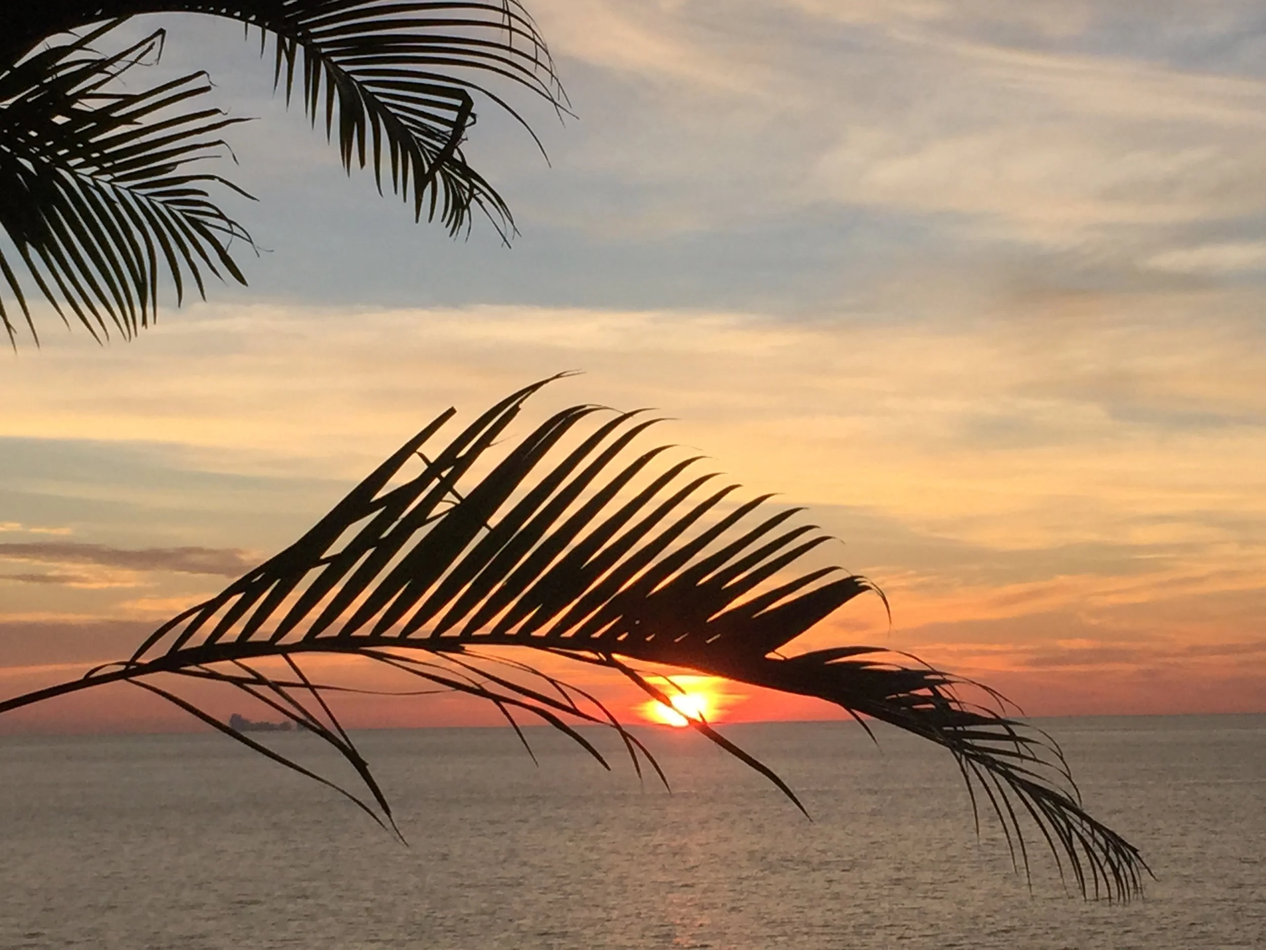 2015 Koh Lanta Garden & Nature (252).JPG