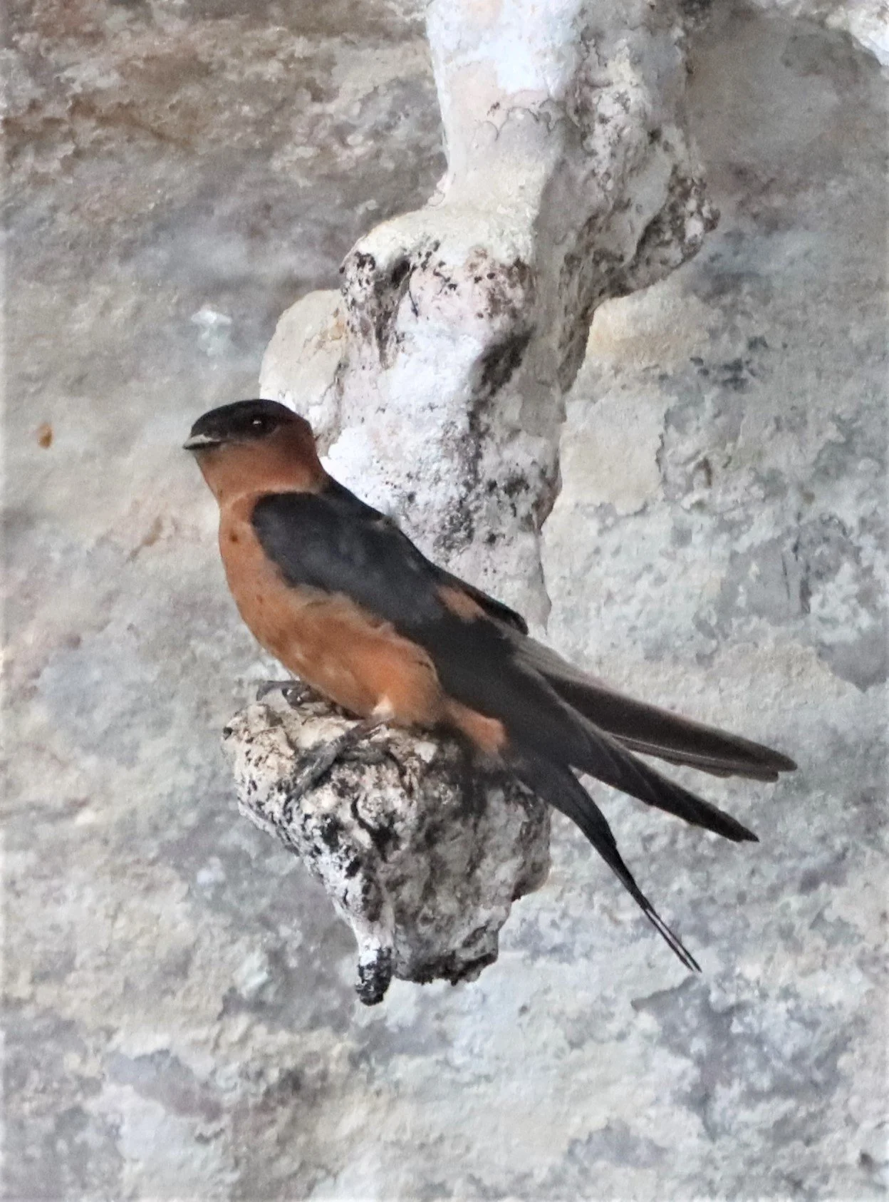 Rufous-bellied Swallow (Cecropis badia) Ao Phang Nga NP Thailand (3).jpg