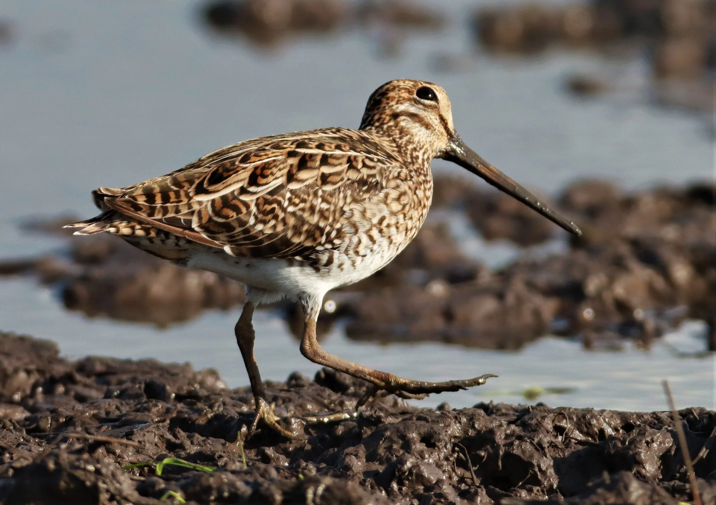 SNIPE - PINTAIL SNIPE - Gallinago stenura - PATHUM THANI RICE RESEARCH CENTER AUGUST 24 2021 (237).jpg