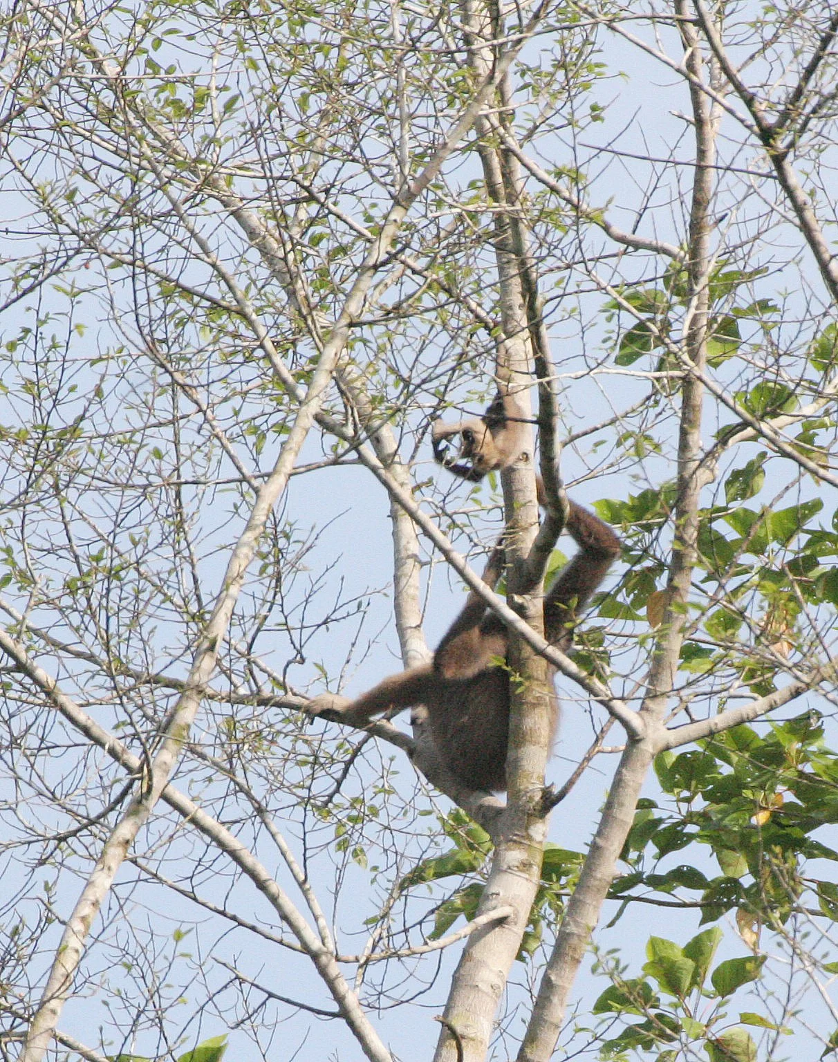HYLOBATIDAE - Hylobates muelleri - MUELLER'S (GRAY) GIBBON - TABIN WILDLIFE RESERVE  (115).JPG