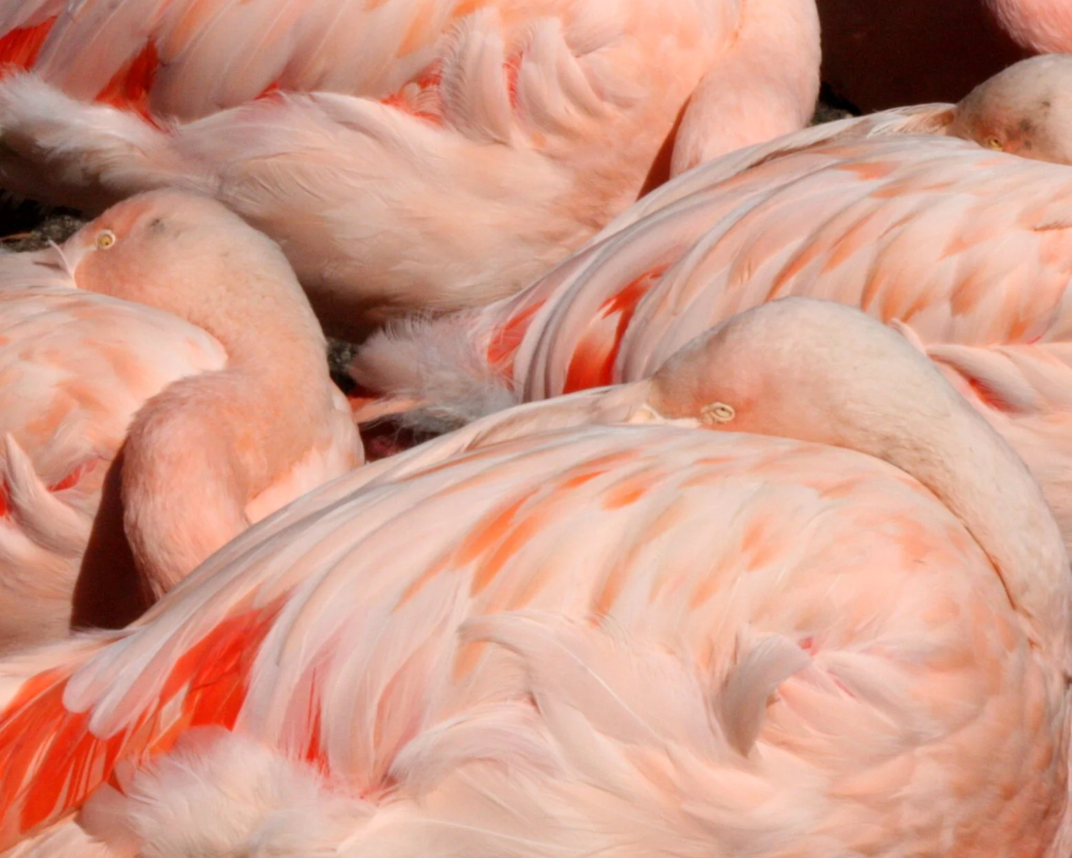 Phoenicopterus ruber - American Flamingo - Woodland Park Washington (5).JPG