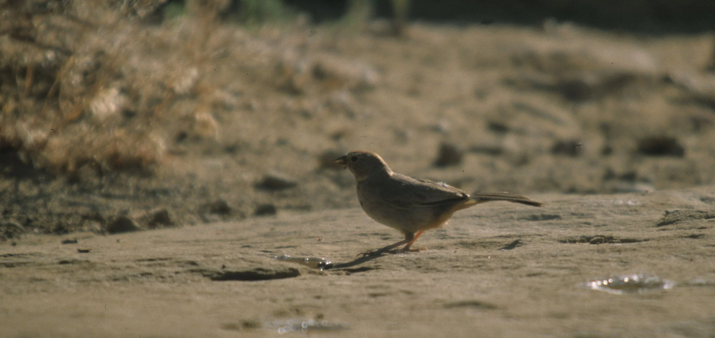 Canyon Towhee (Melozone fusca) Chaco National Monument New Mexico (1).jpg