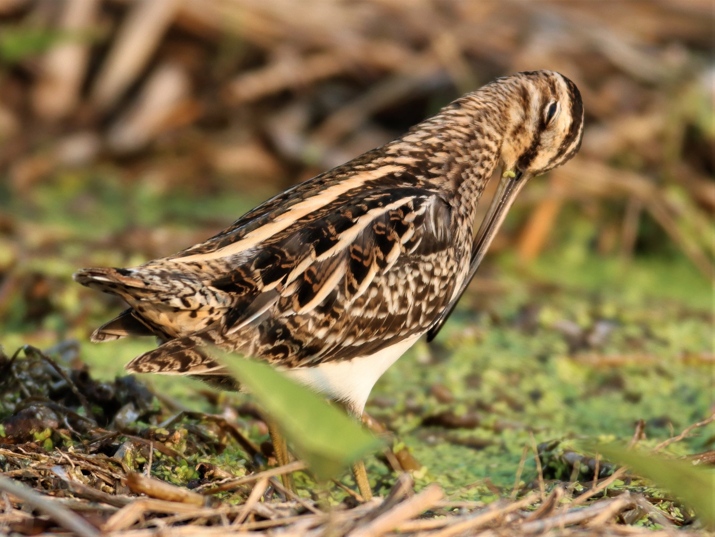 SNIPE - COMMON SNIPE - Gallinago gallinago - LAT KRABANG WETLANDS NEAR BKK (50).jpg